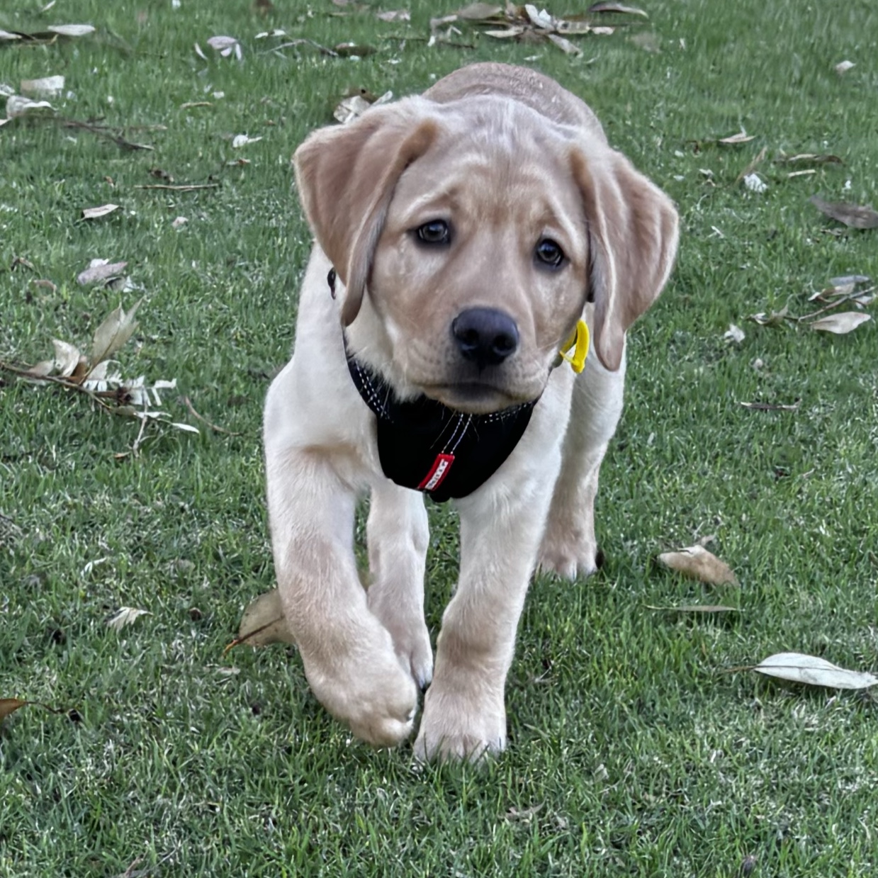 Kai