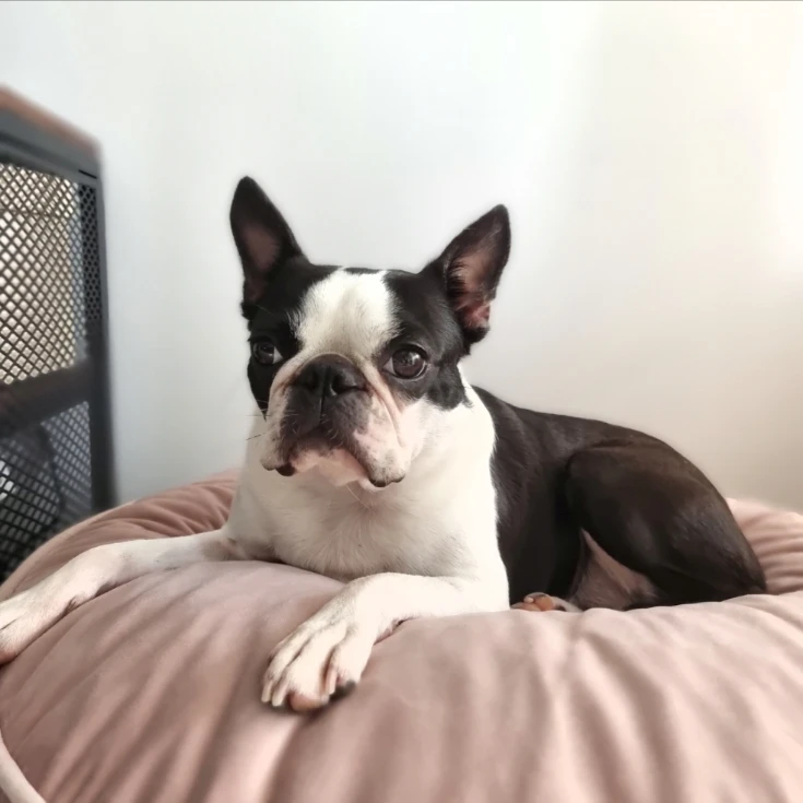 Evie