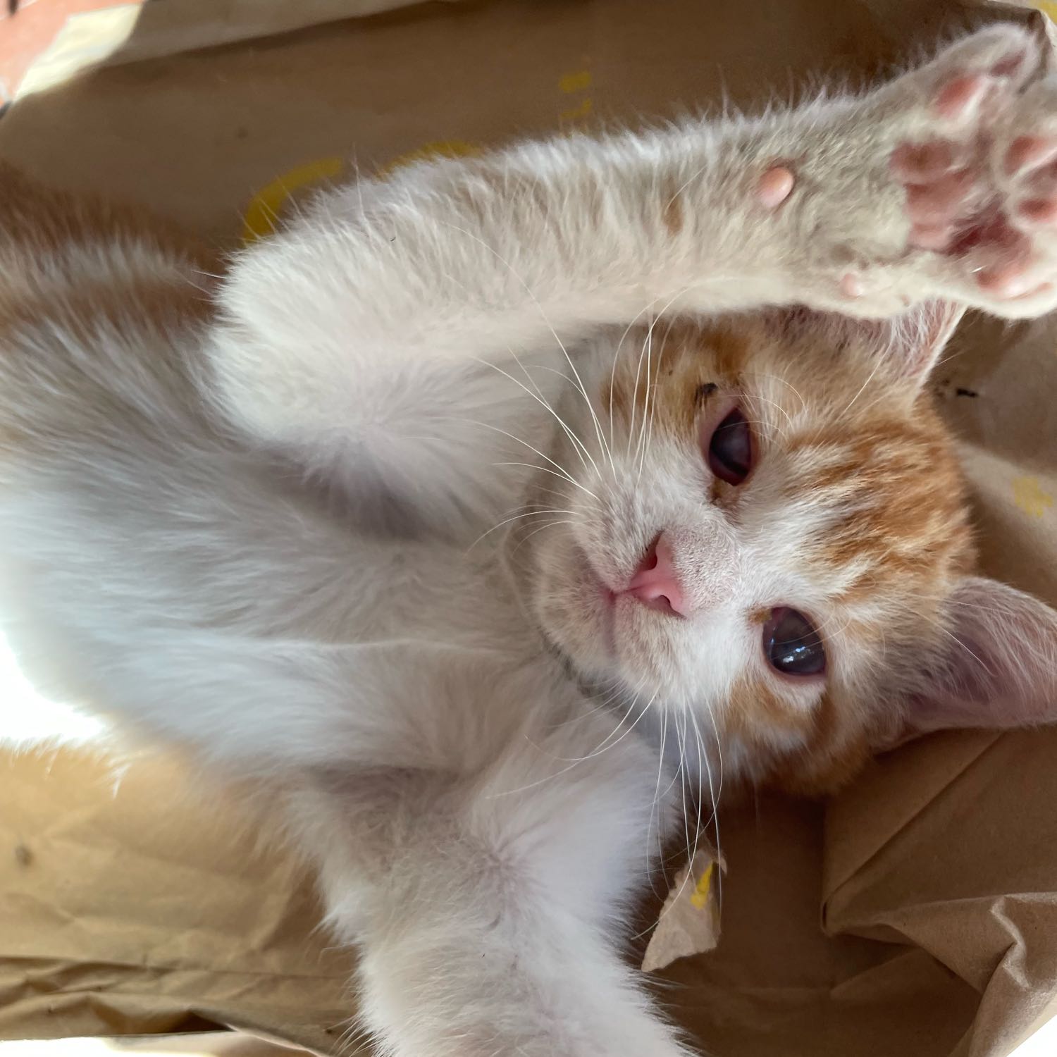 Simba 
