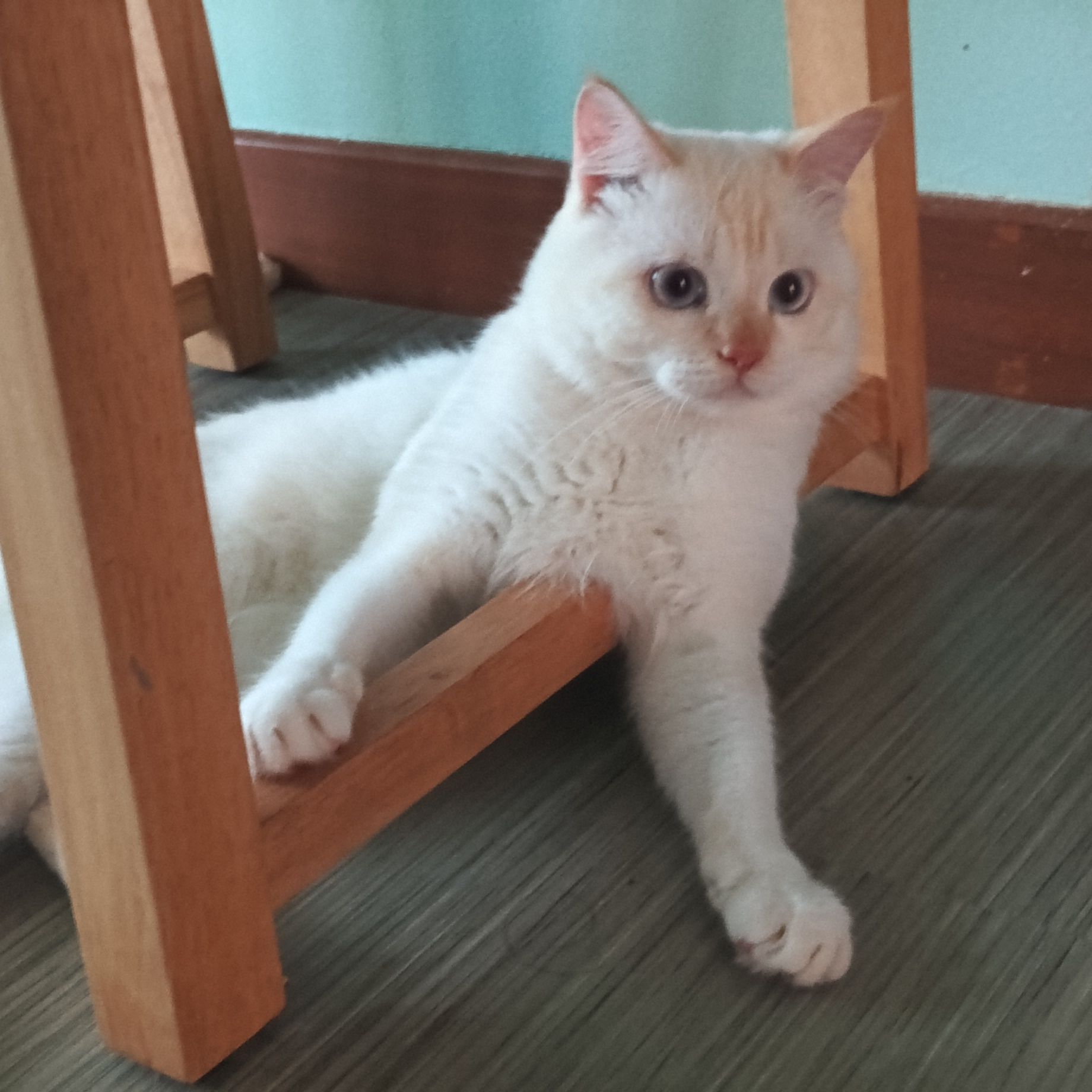 Snowbell