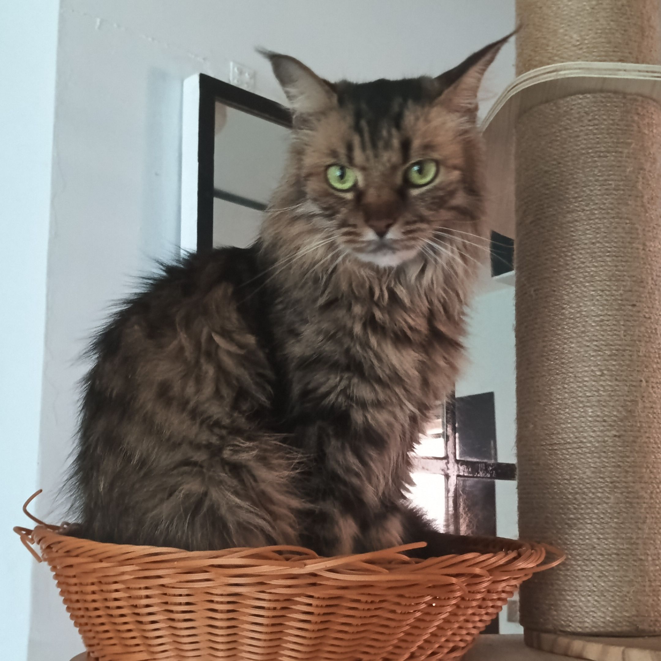 Figaro