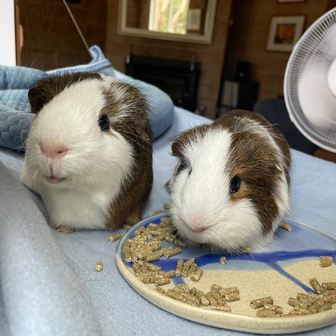 Peanut & Merlot