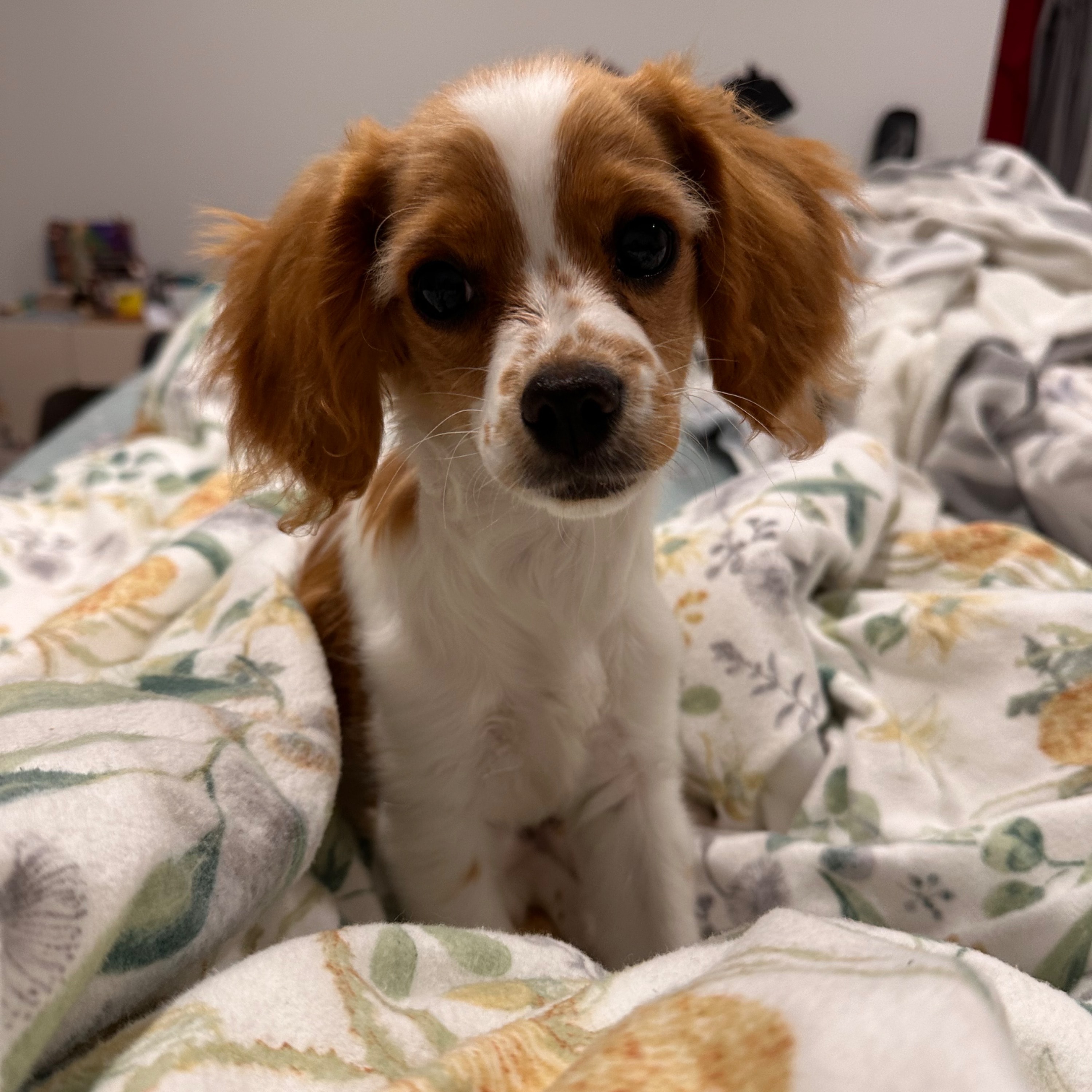 Ellen