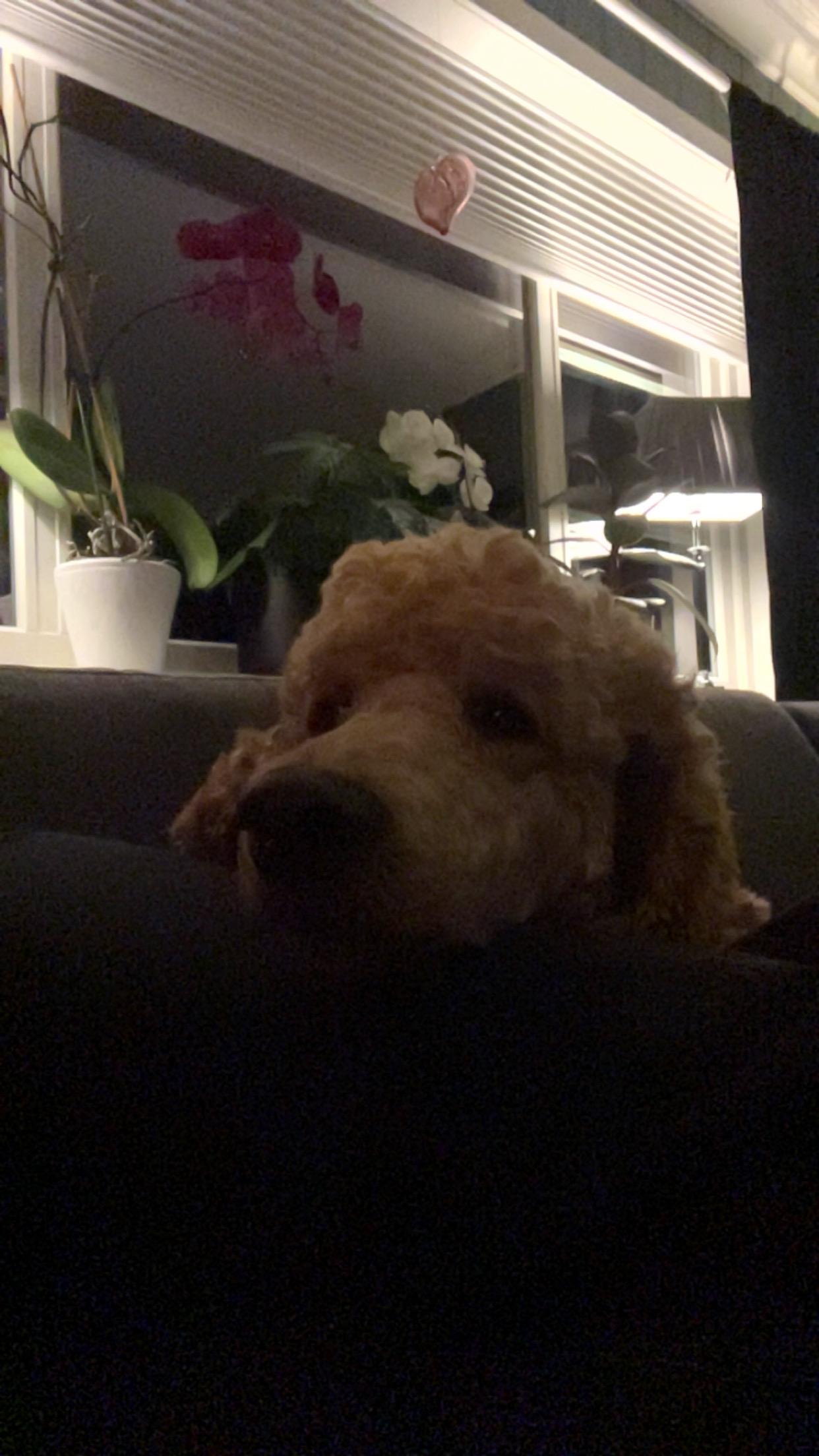 image-7