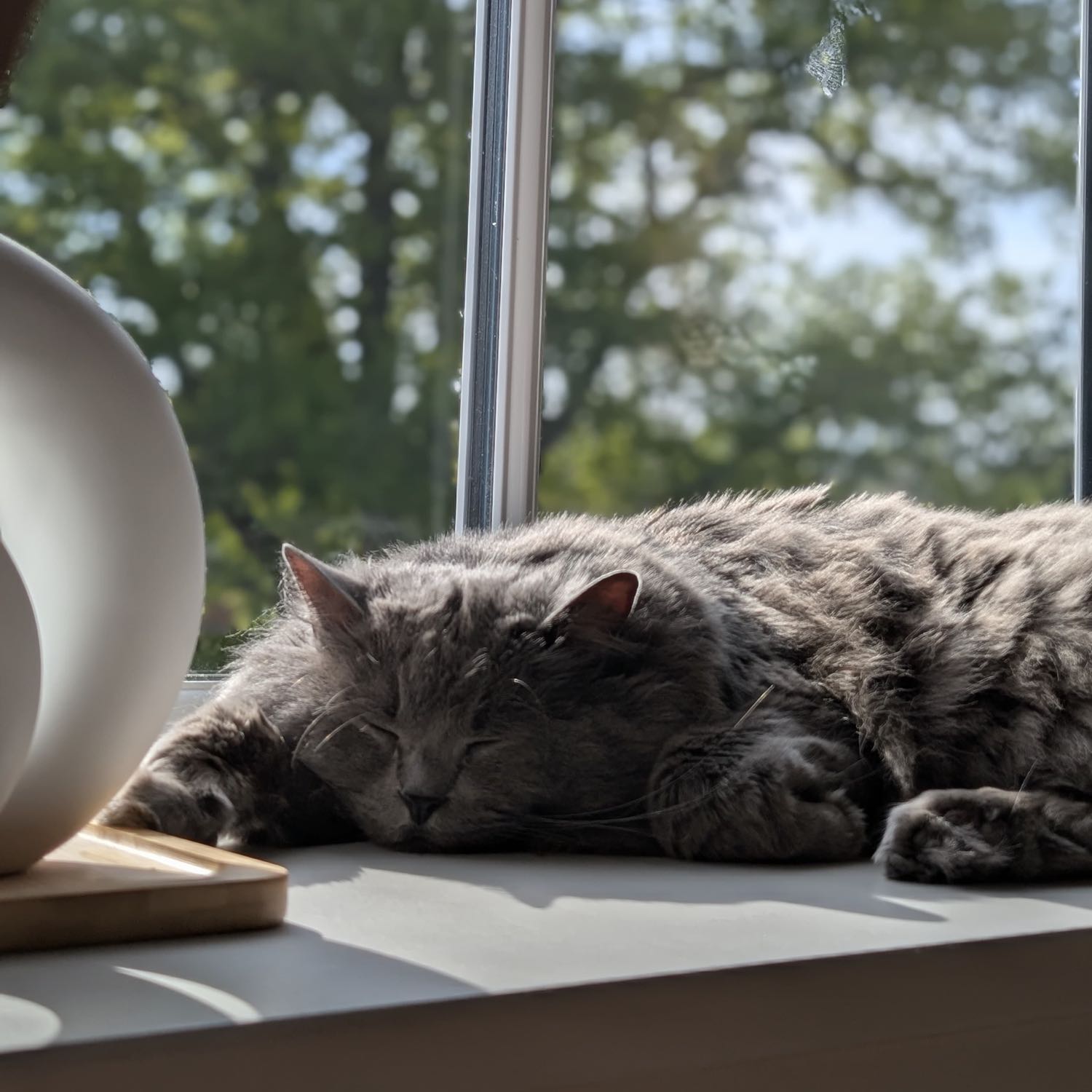 Lynx 
