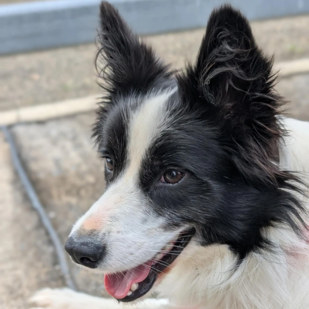 Maggie