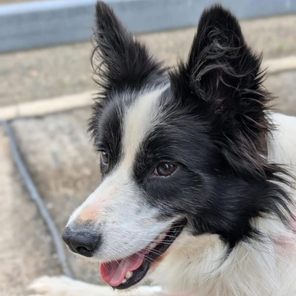 Maggie