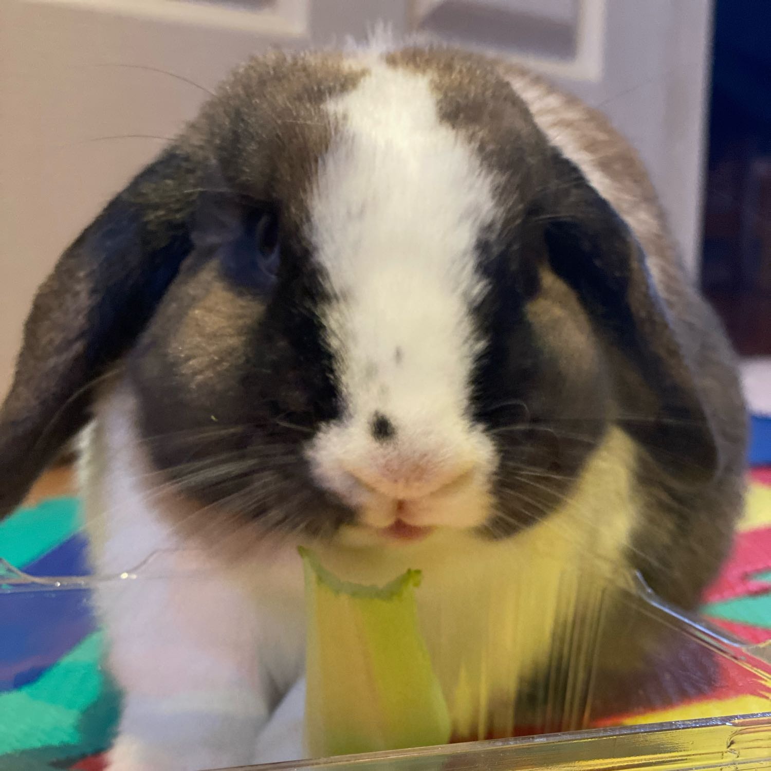 Taro