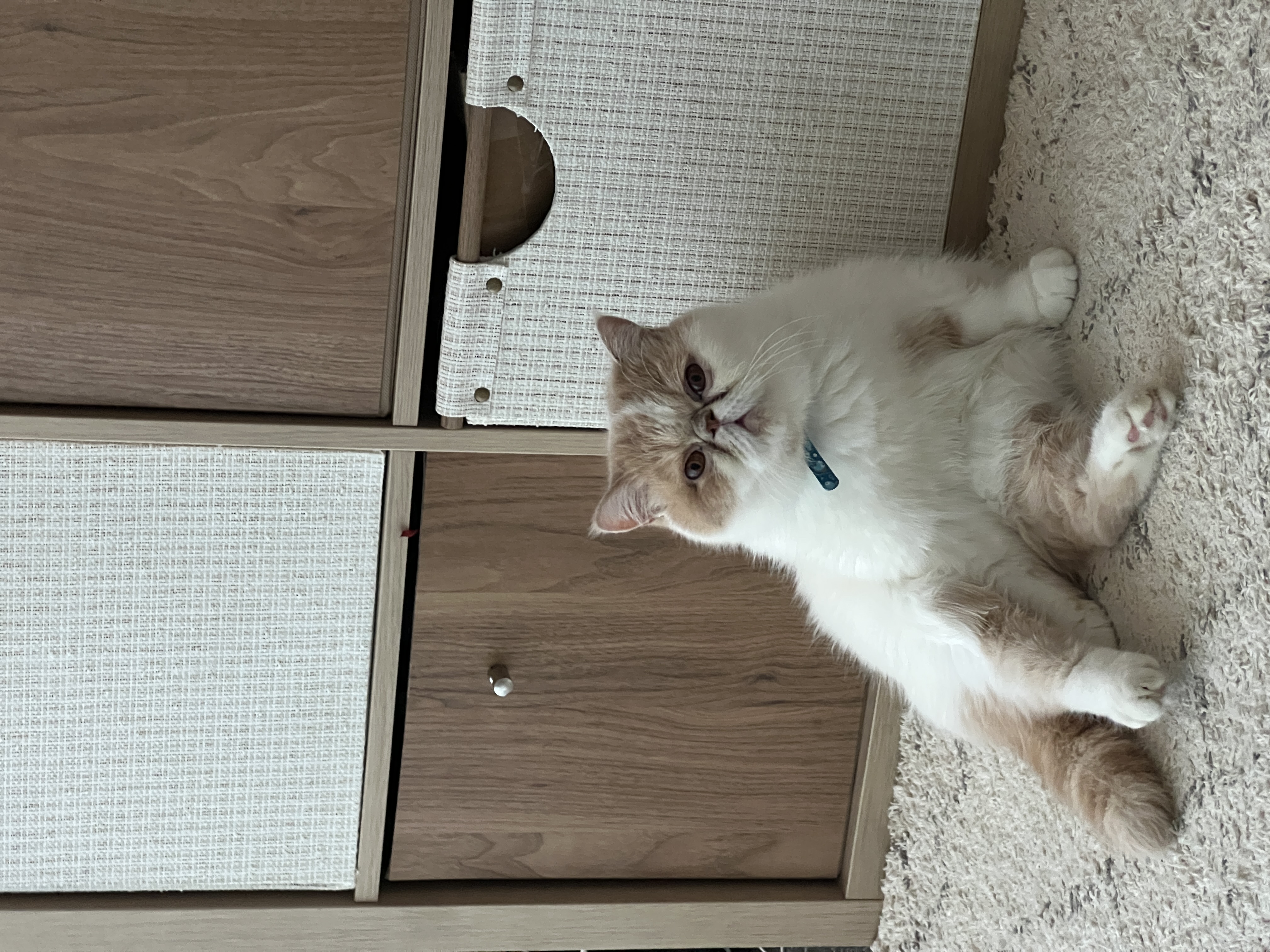 image-11
