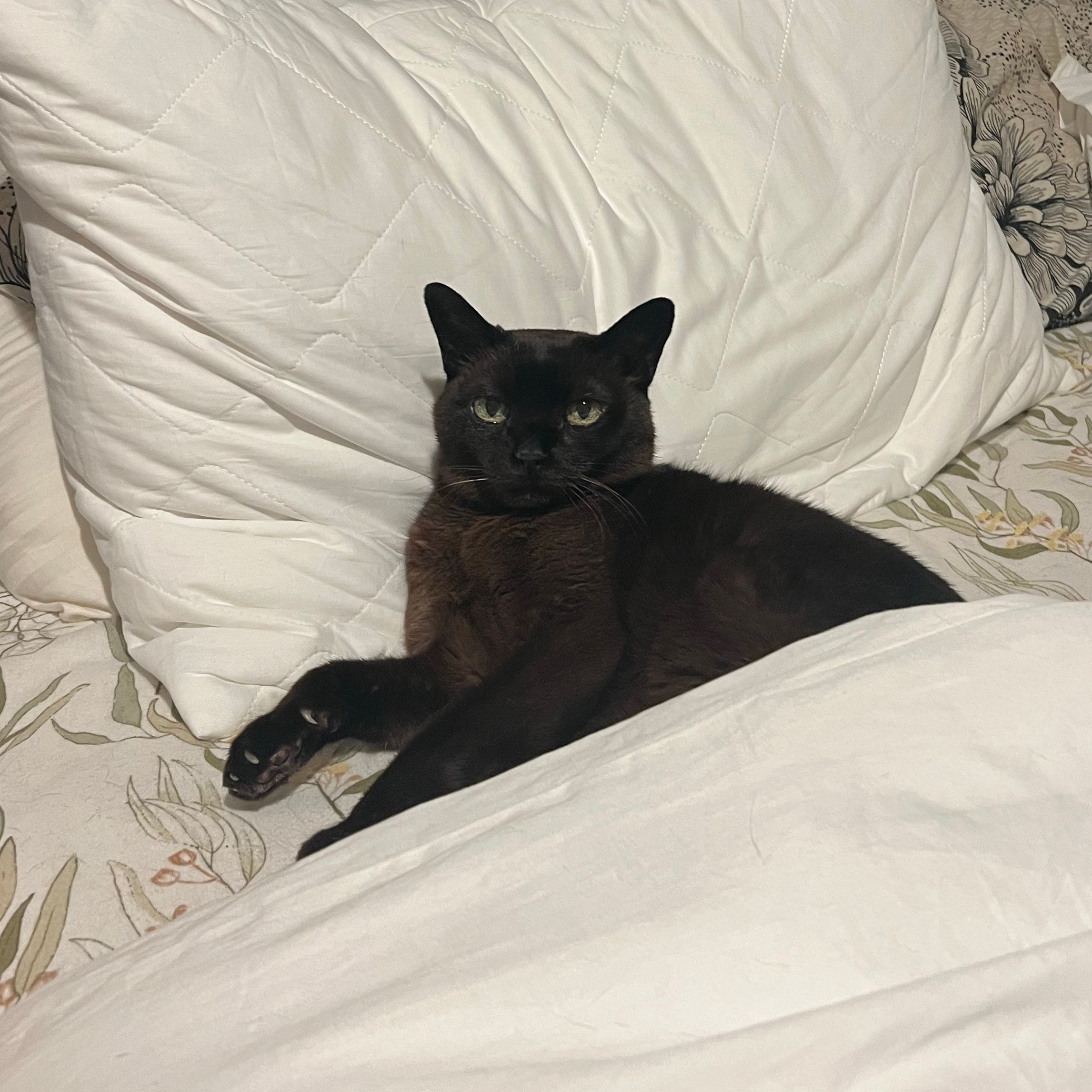 Coco