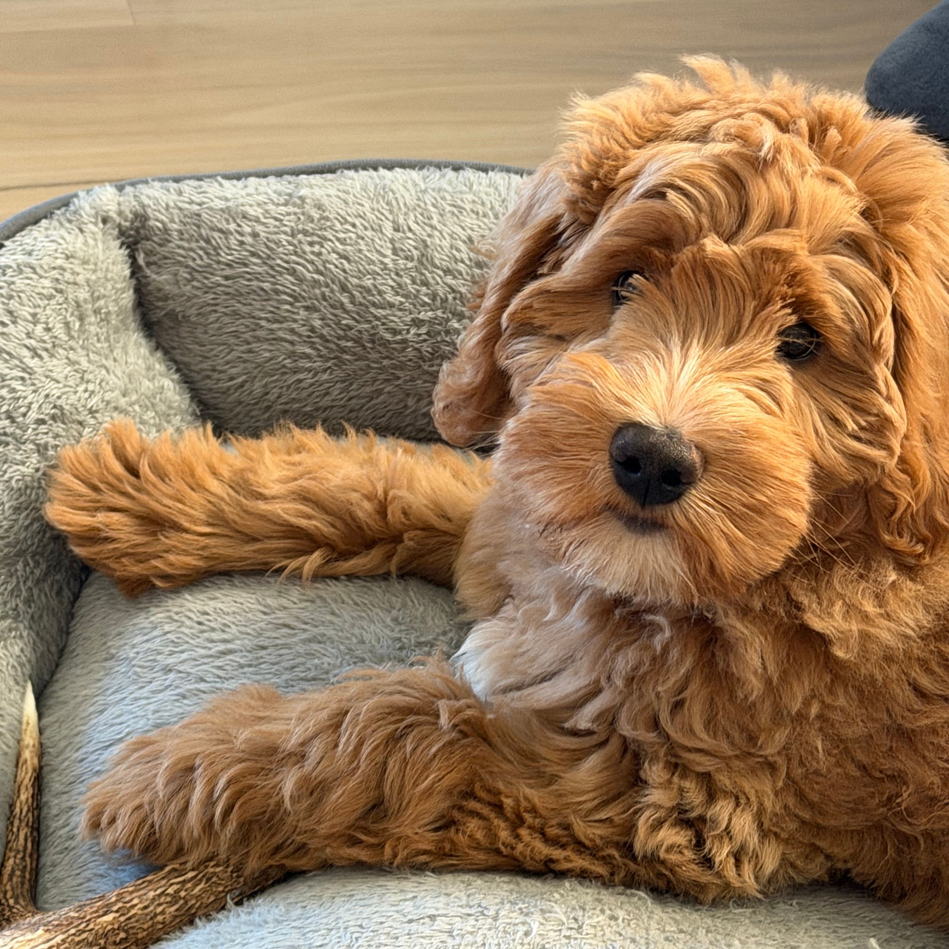 Milo