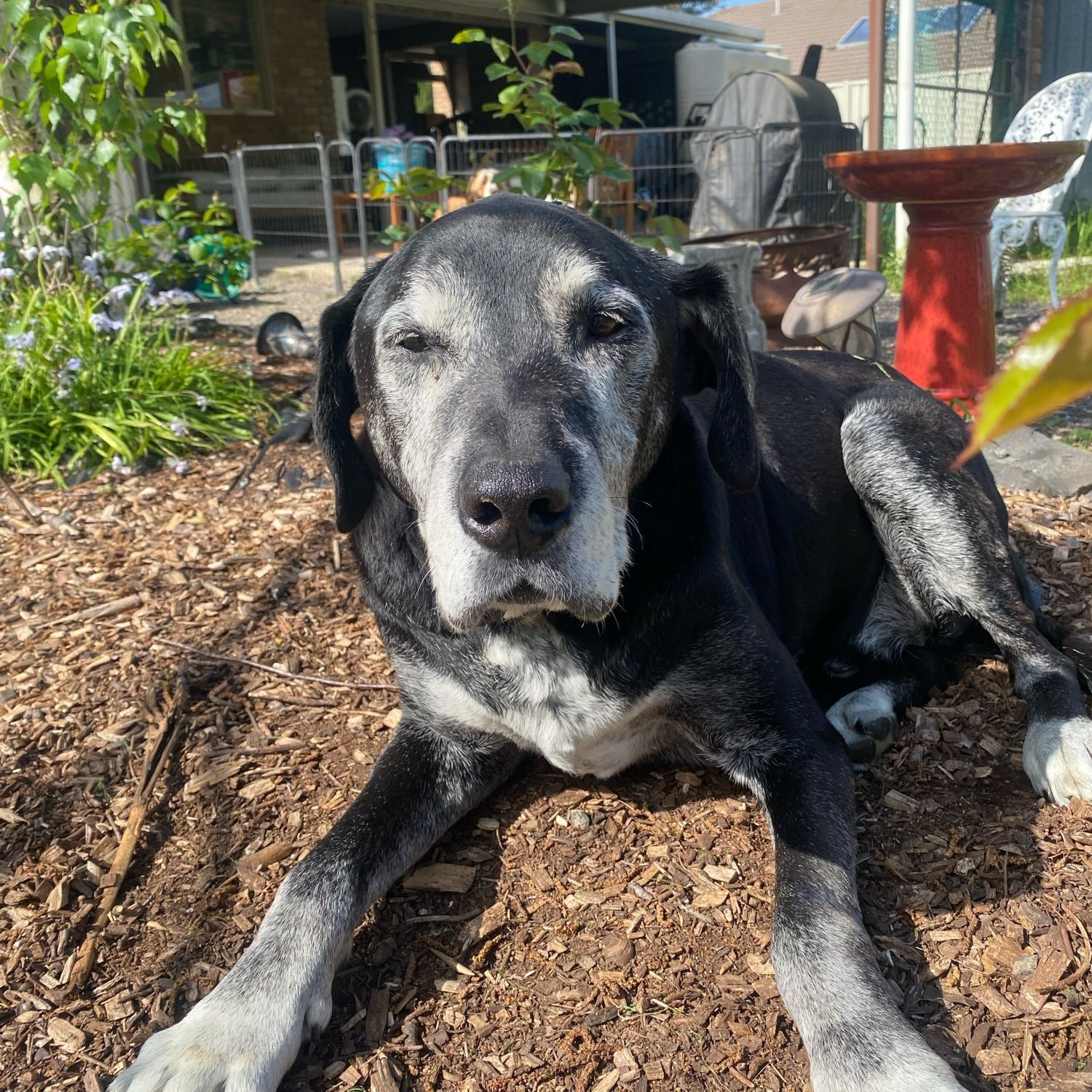 buddy