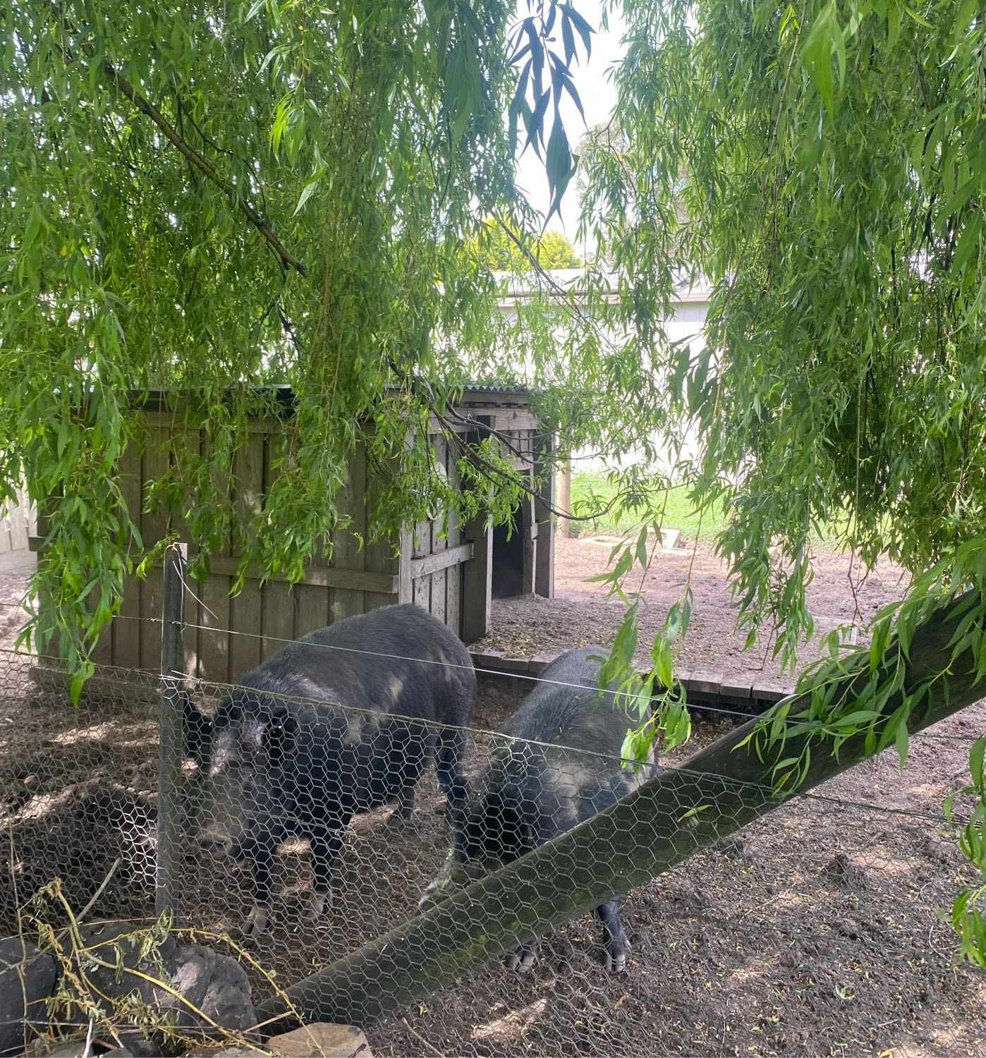 image-6
