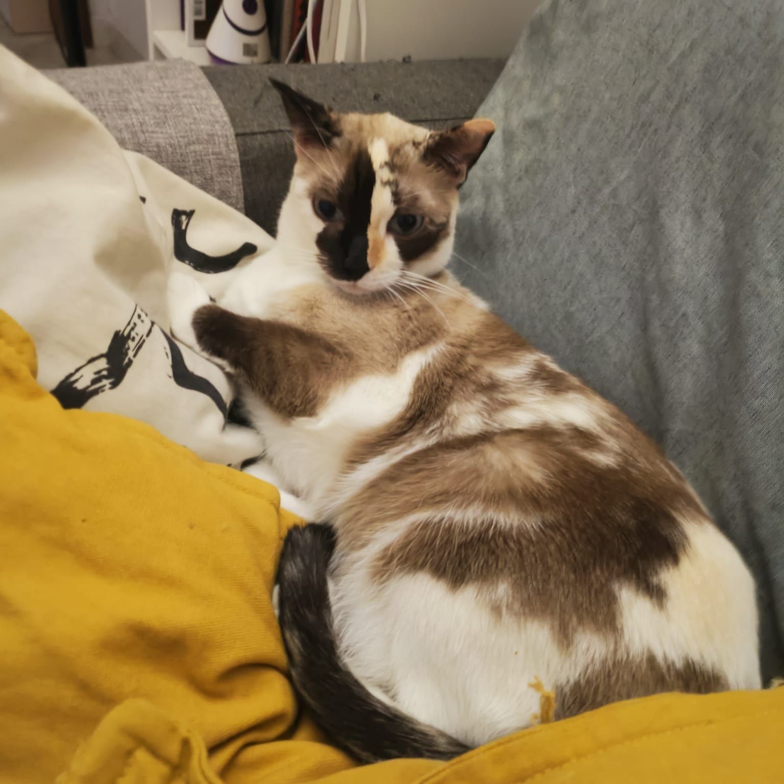 Mocca