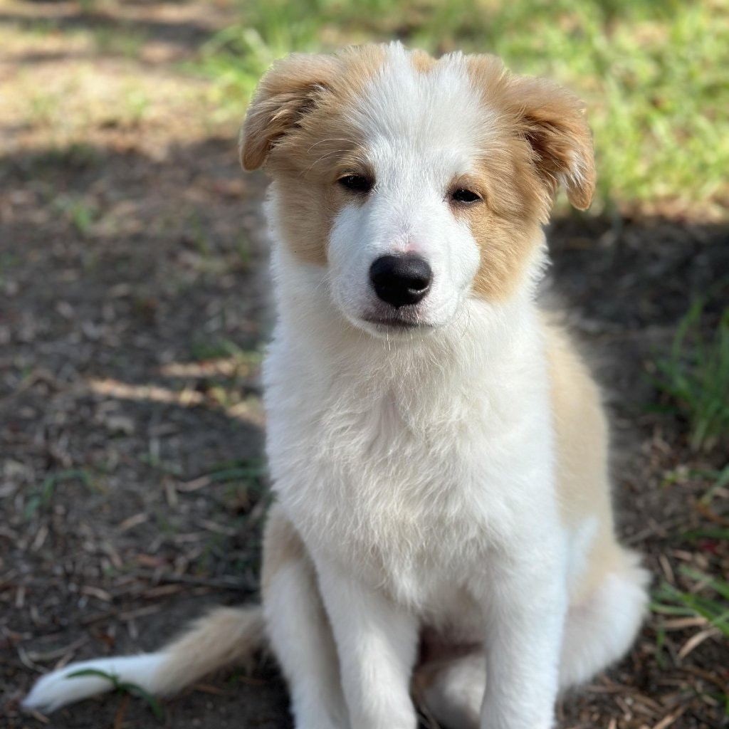 Macie 