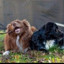 Koko and Buddy 