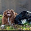 Koko and Buddy