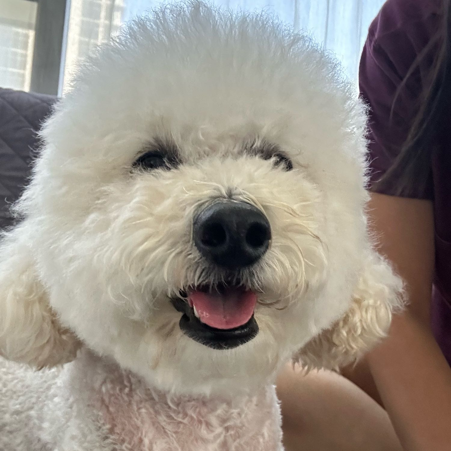 mochi 