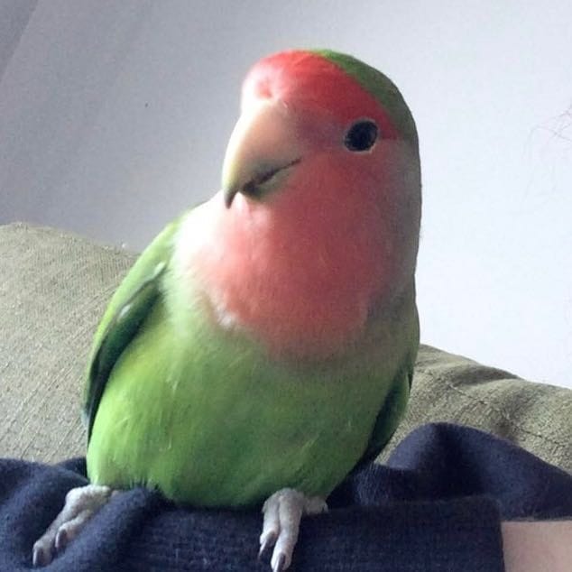 Jasper