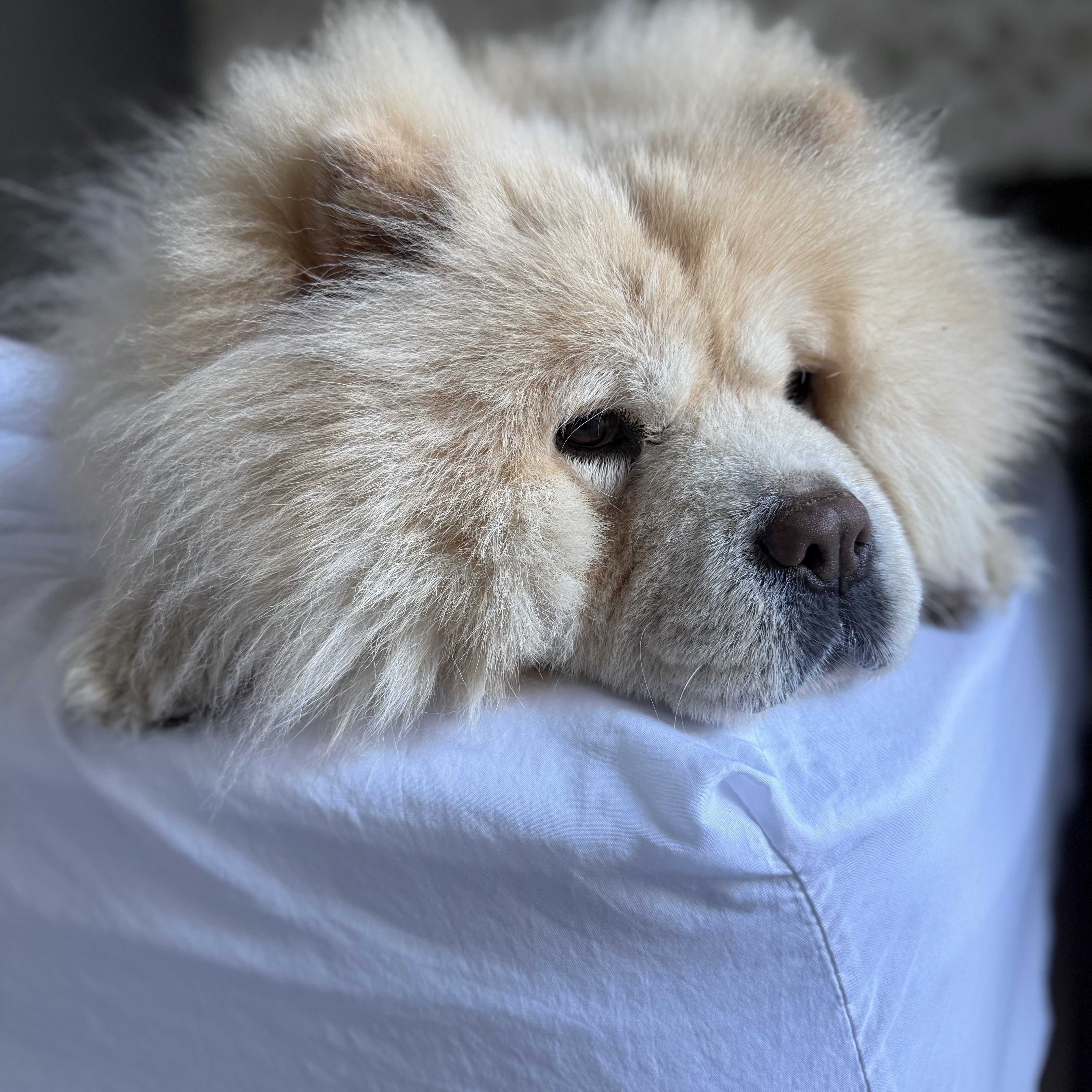 Nala