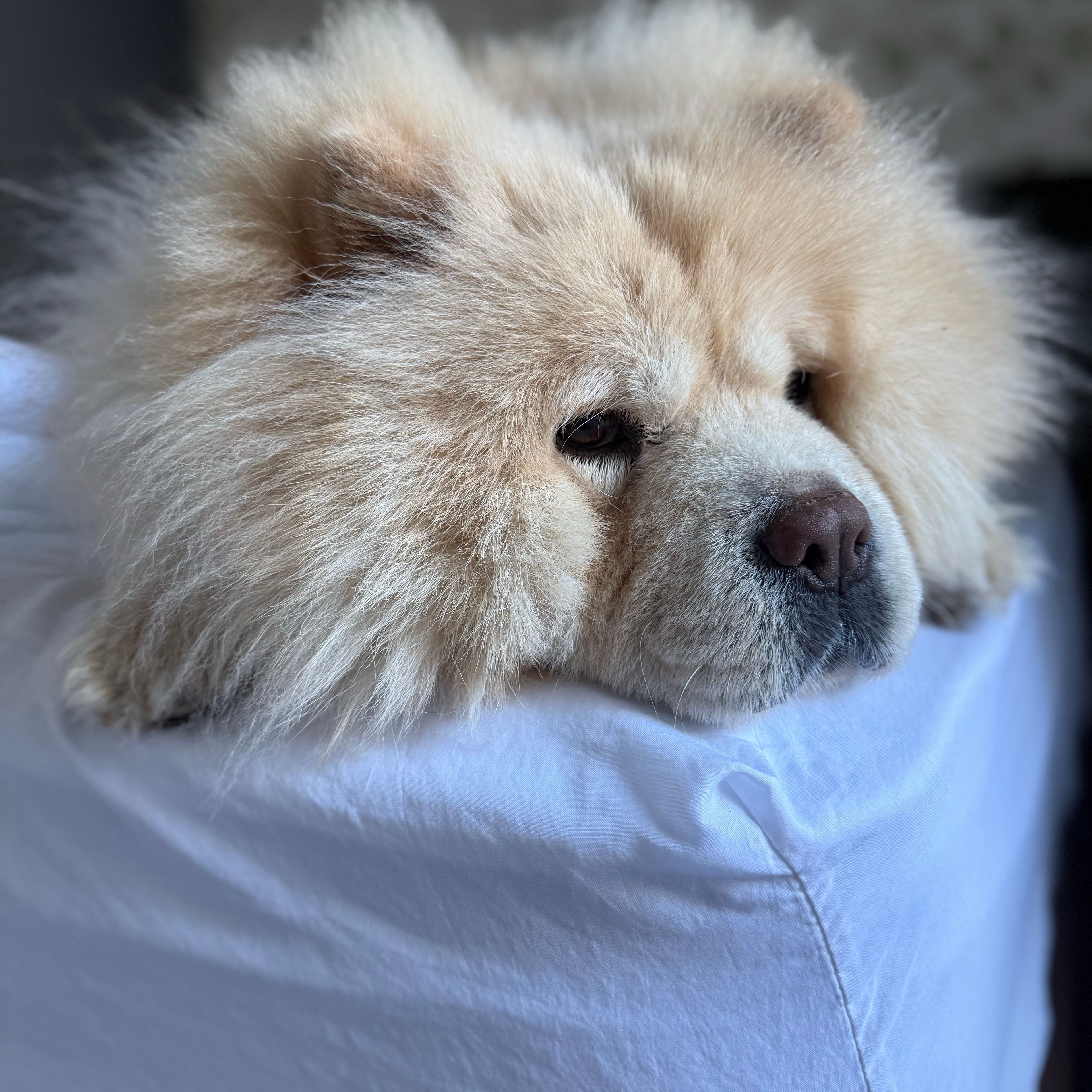 Nala