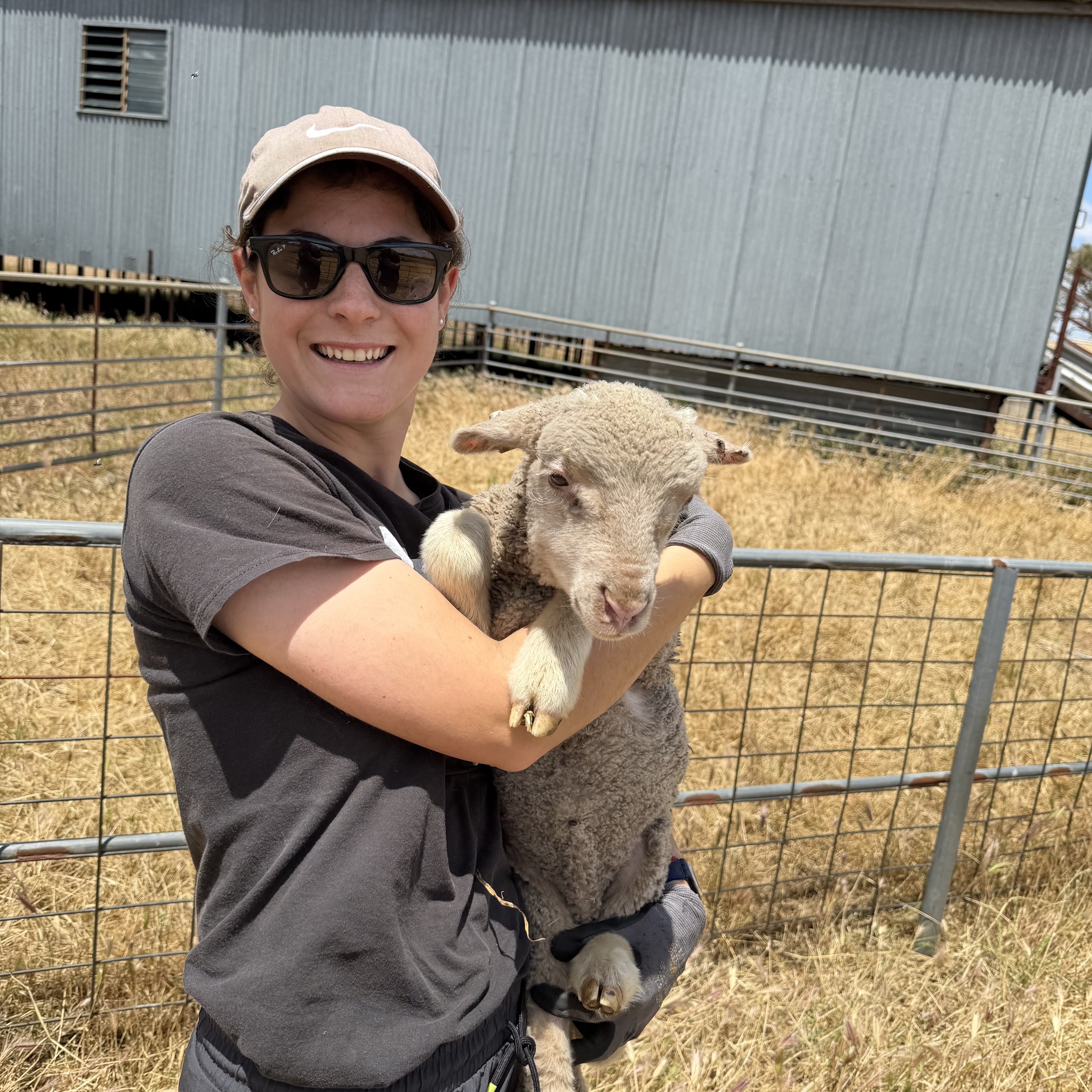 Lamb