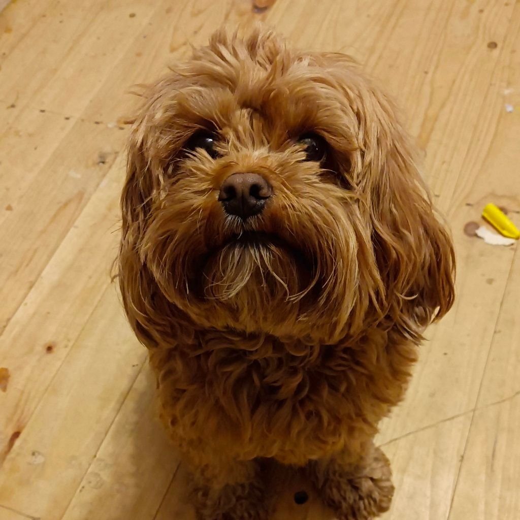 Ollie