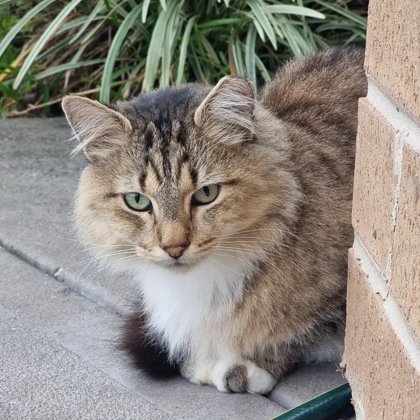 Simba