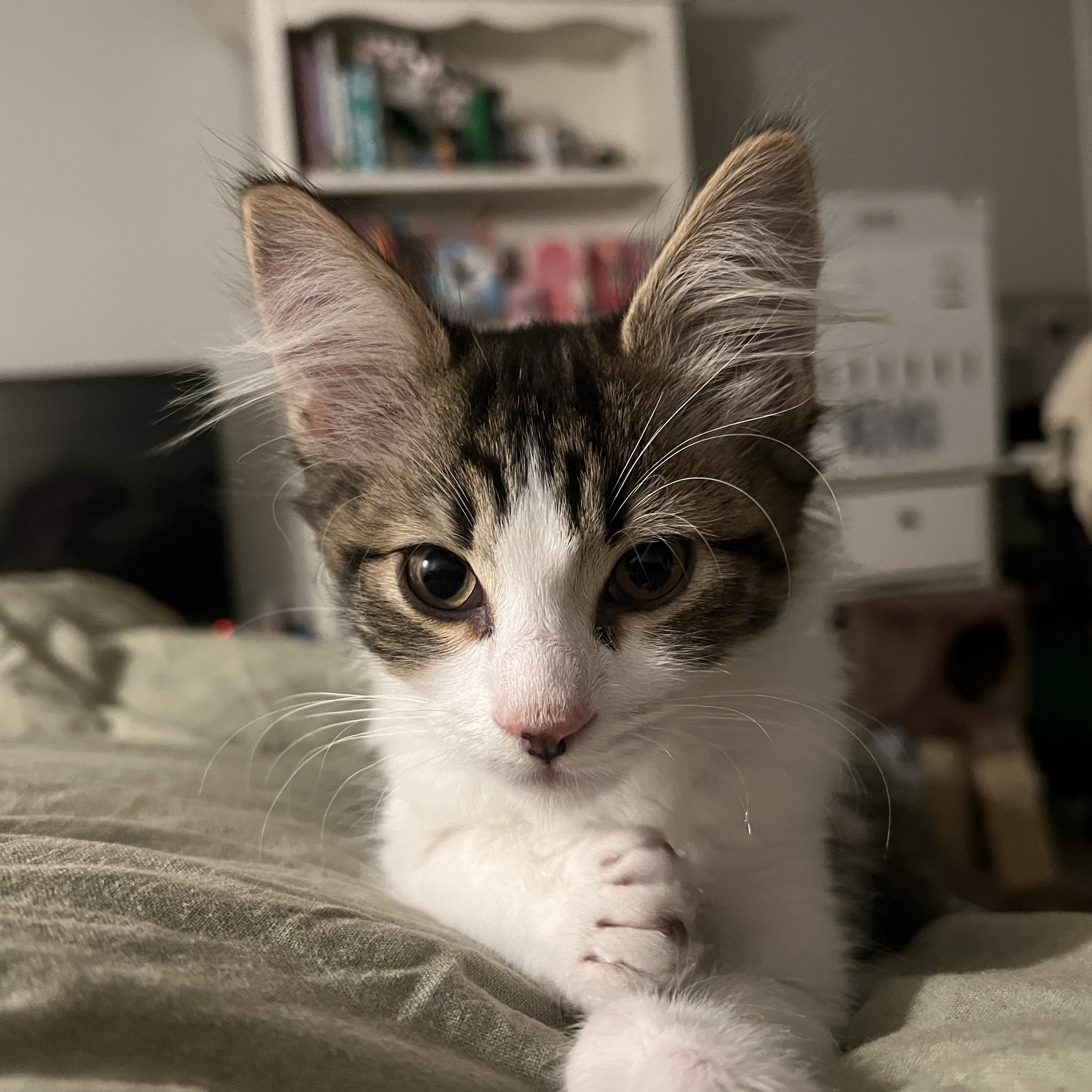 Jasper