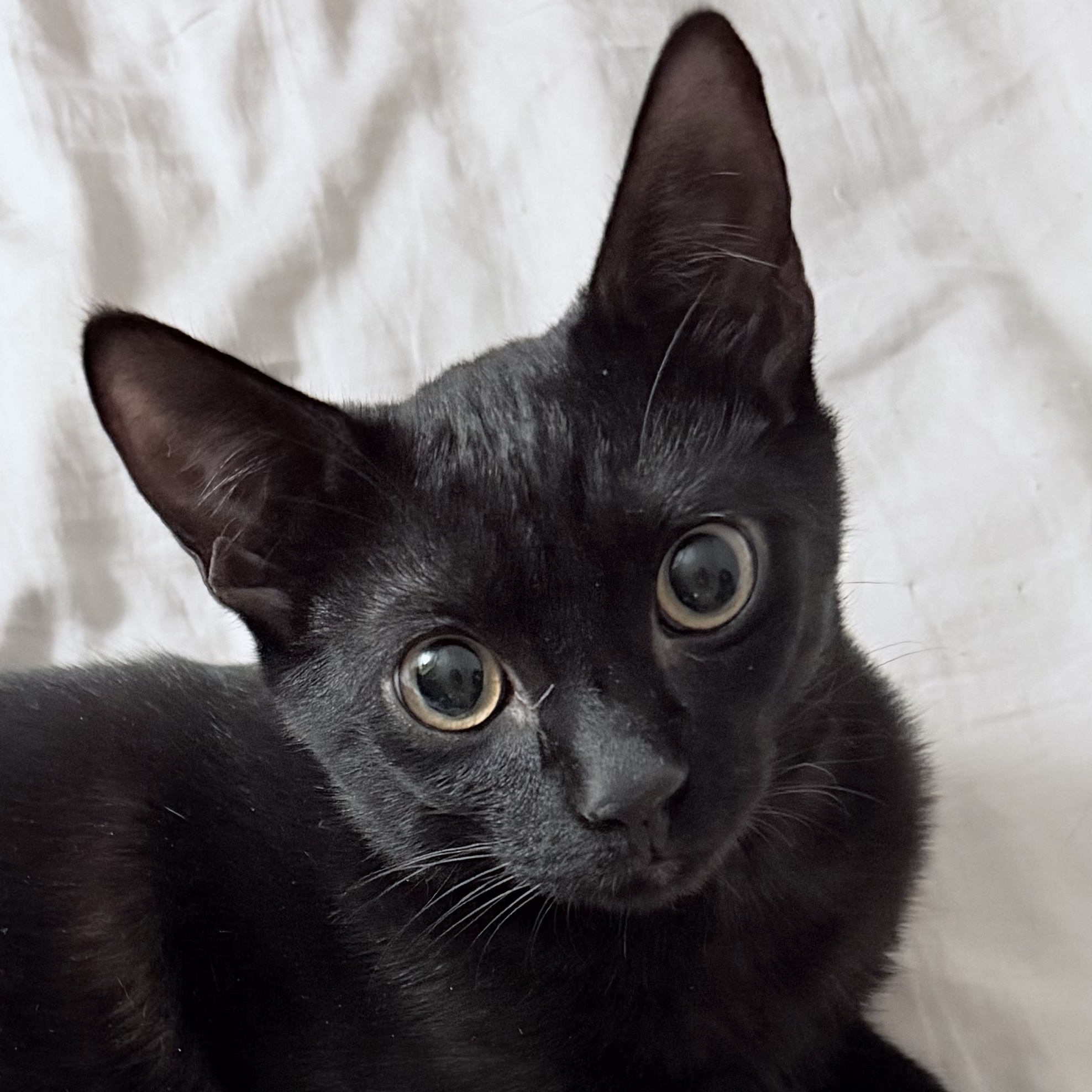 Apollo