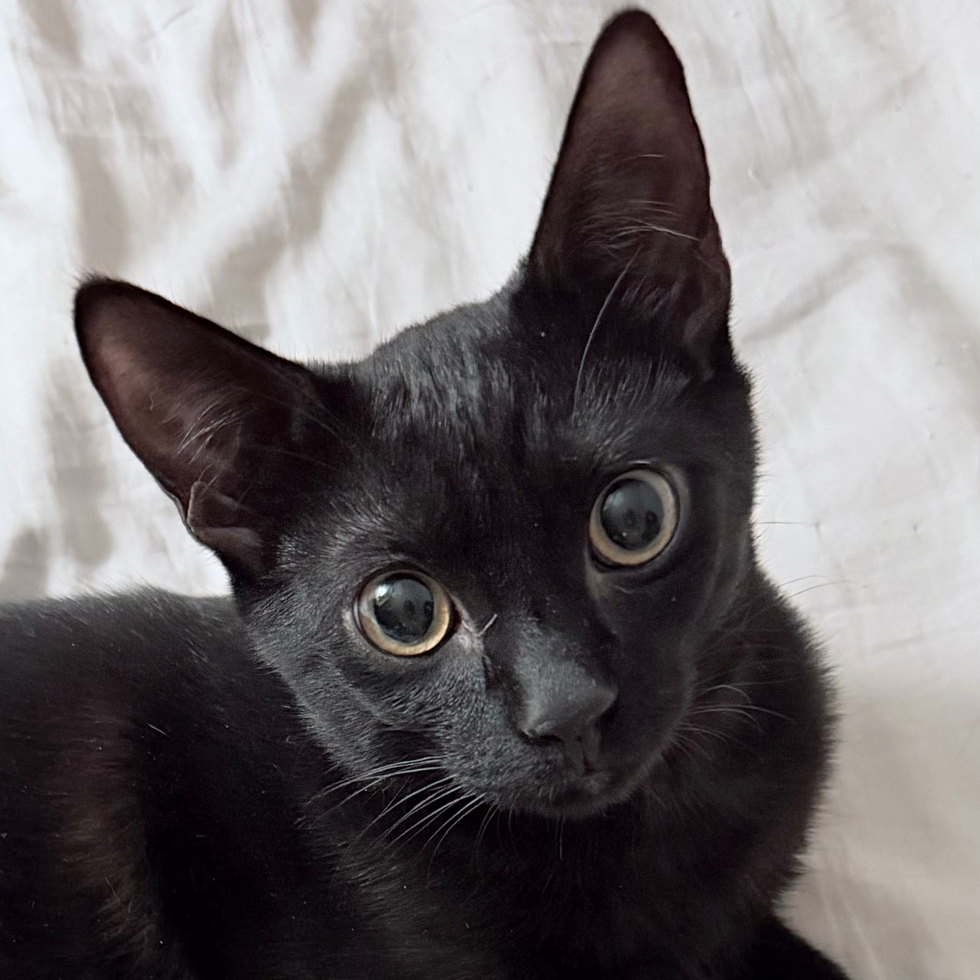 Apollo