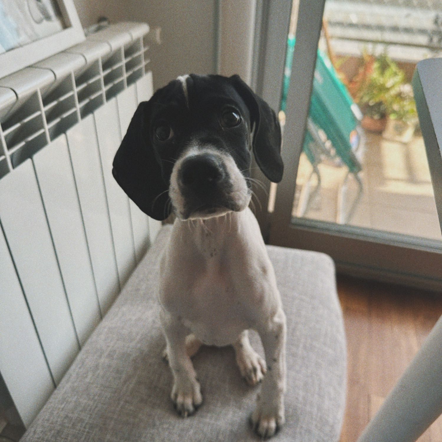 Greta