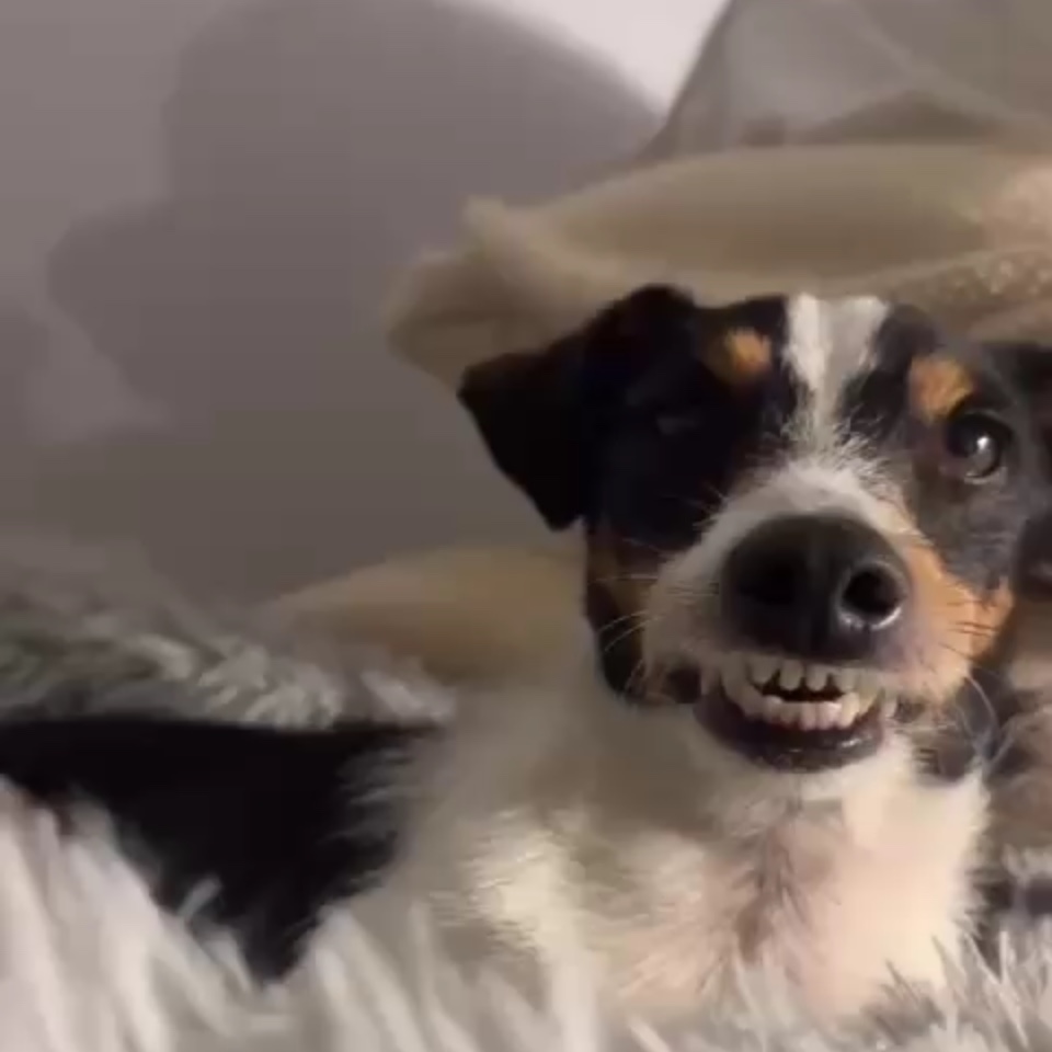 Spook