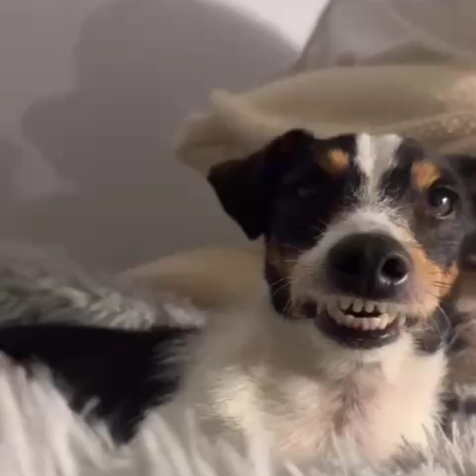 Spook