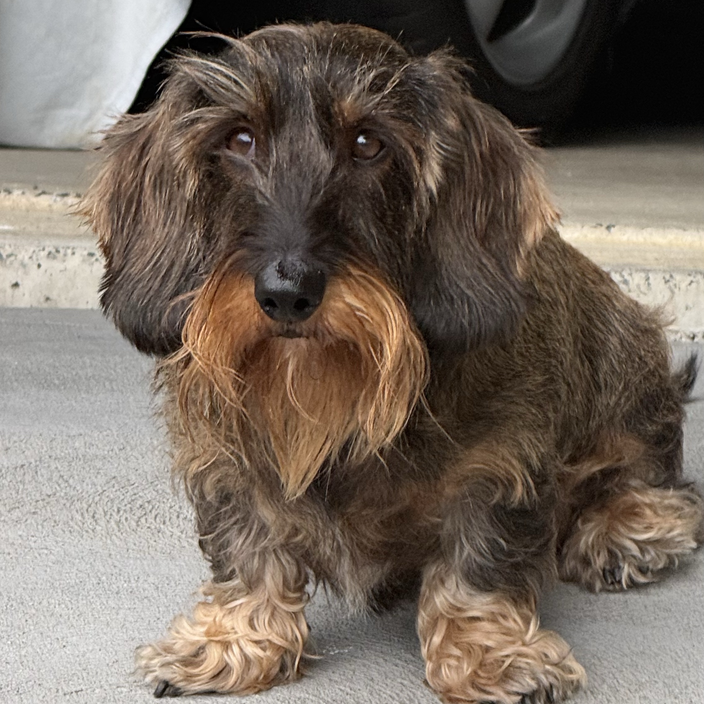 Rufus