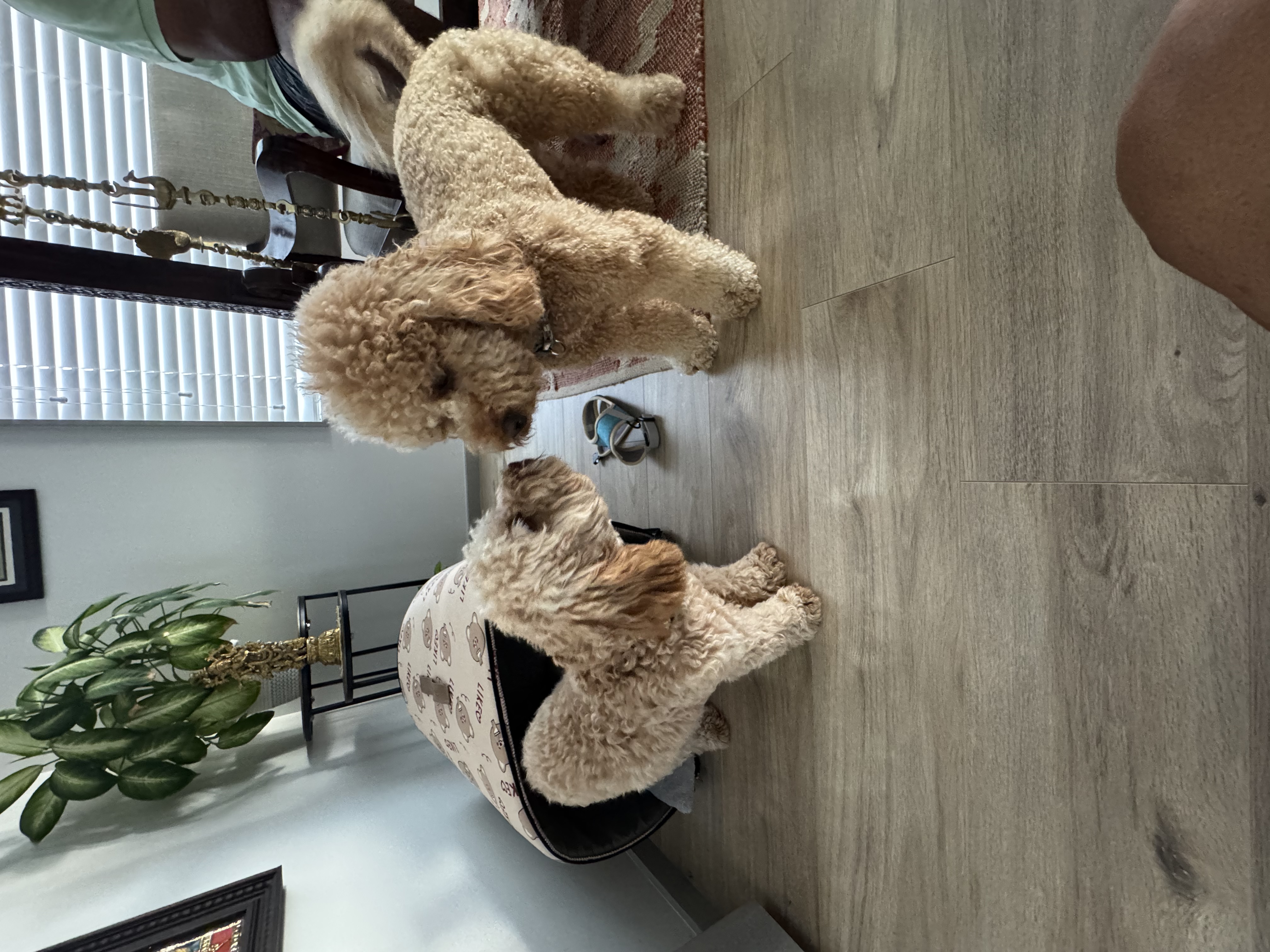 image-7