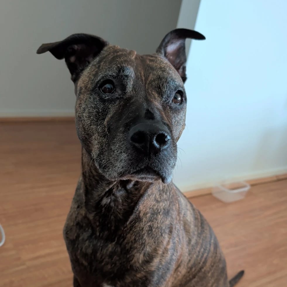 Maggie