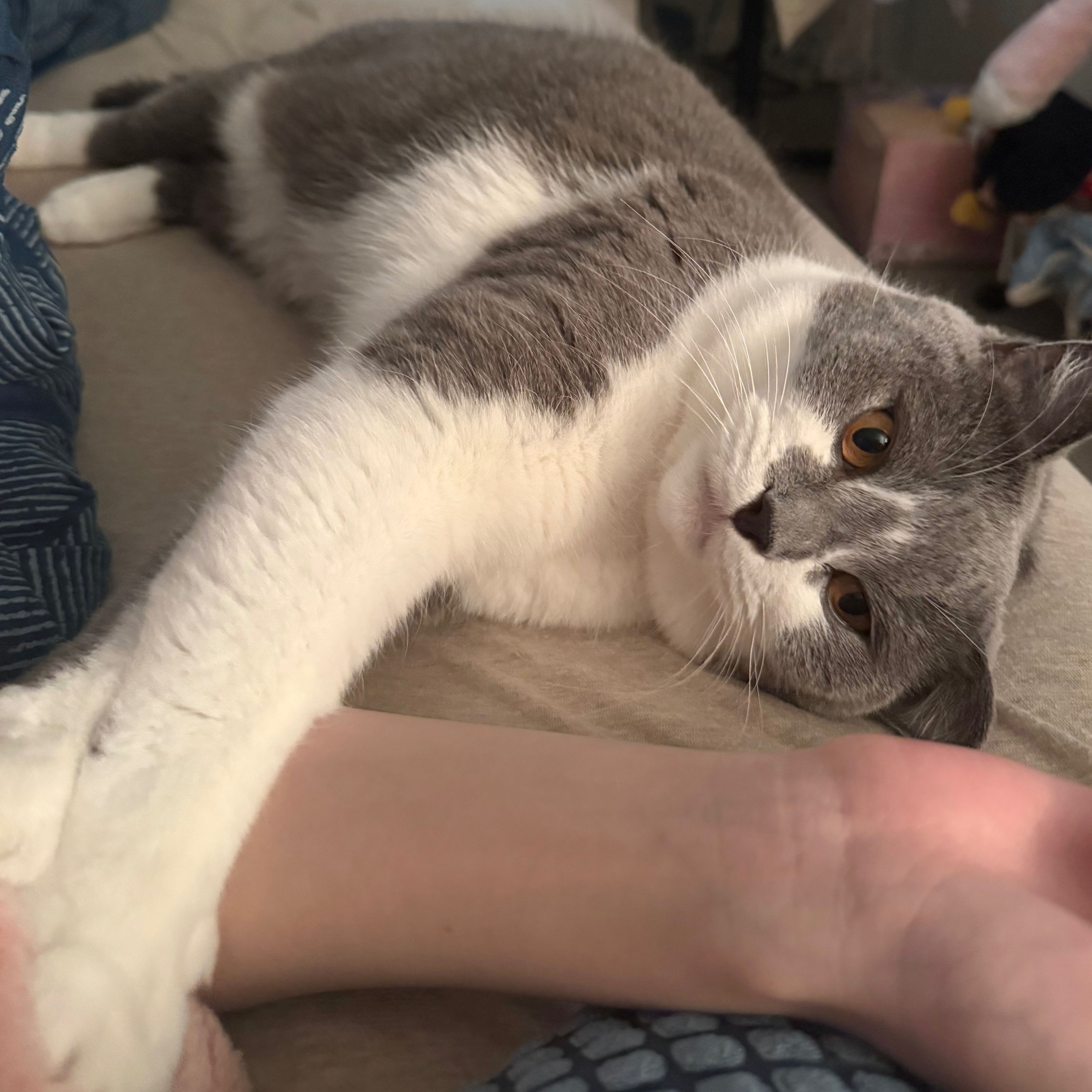 Tom