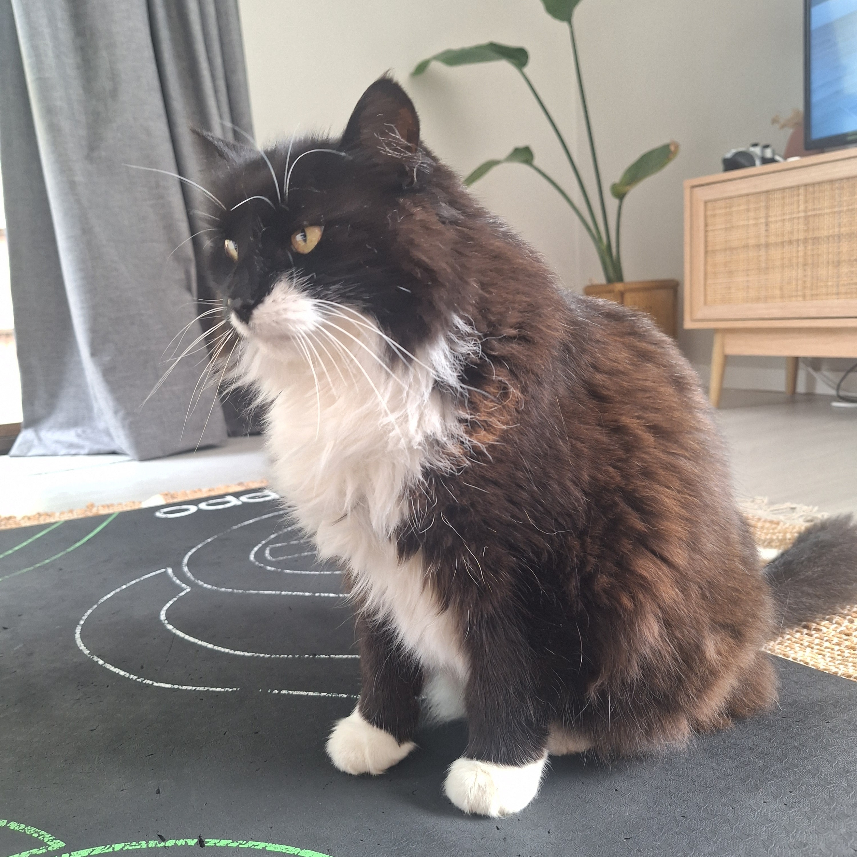 Bella