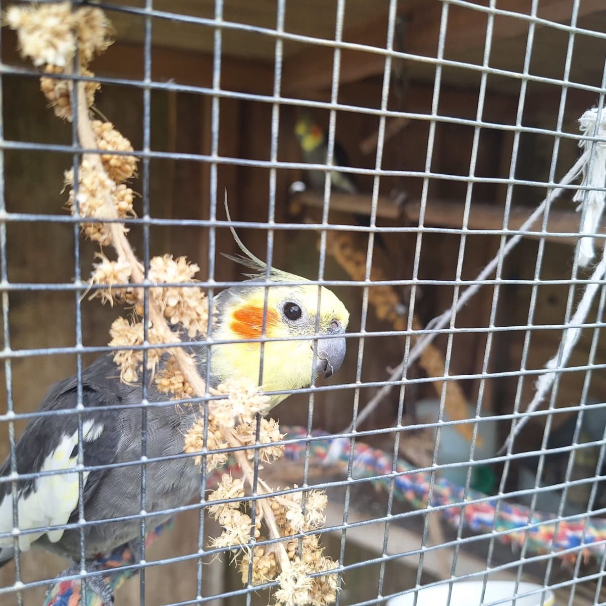 Polly, Orlando, Zugda