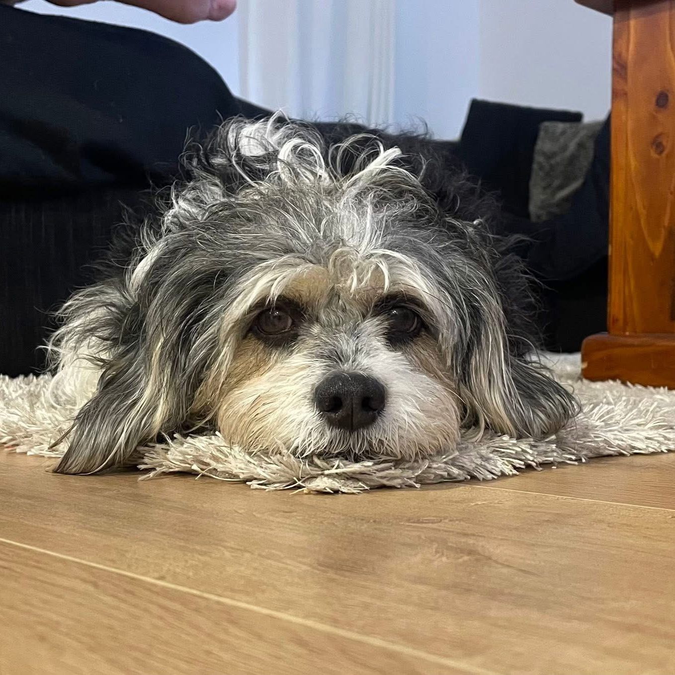 Indi