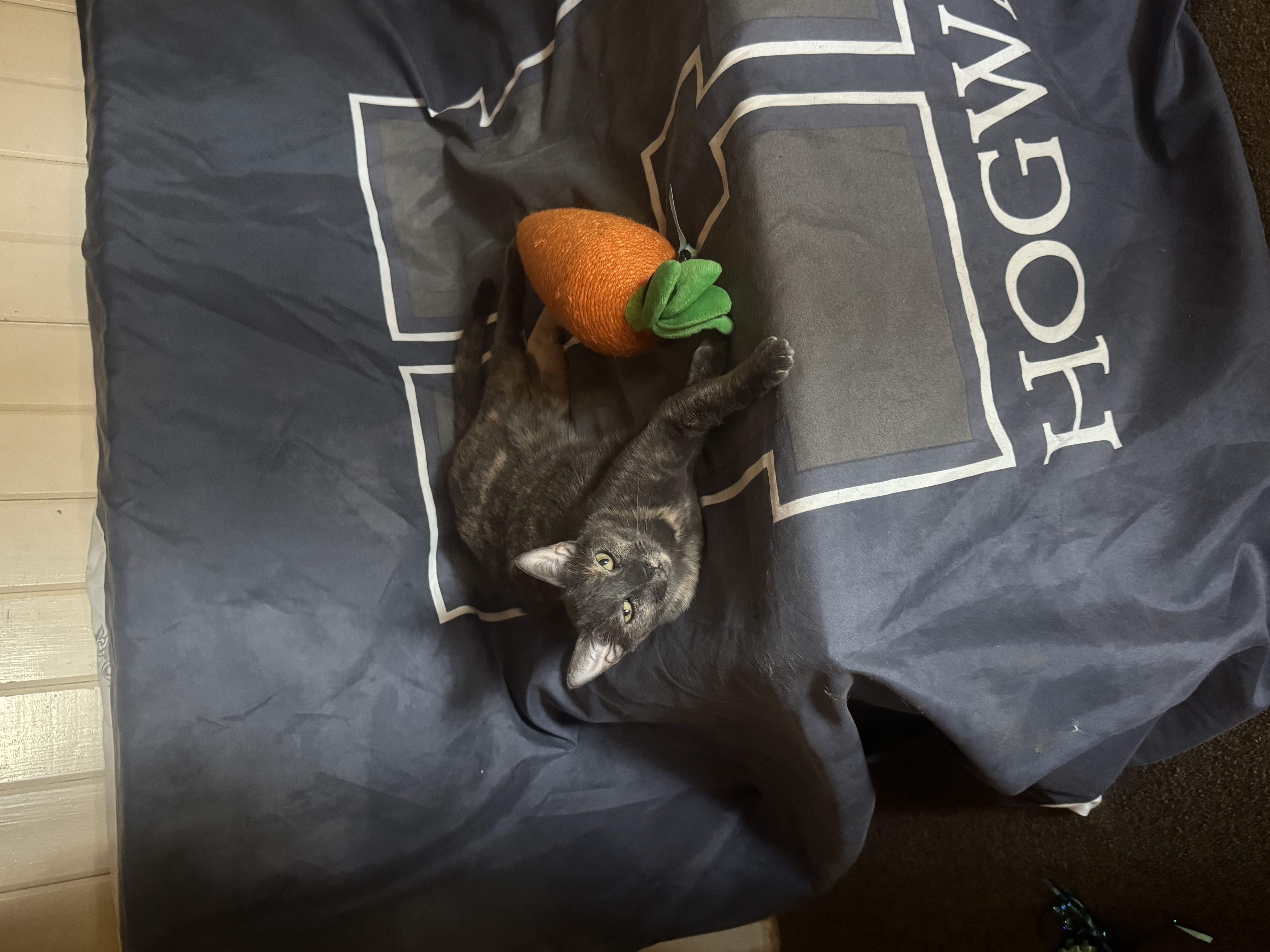 image-6