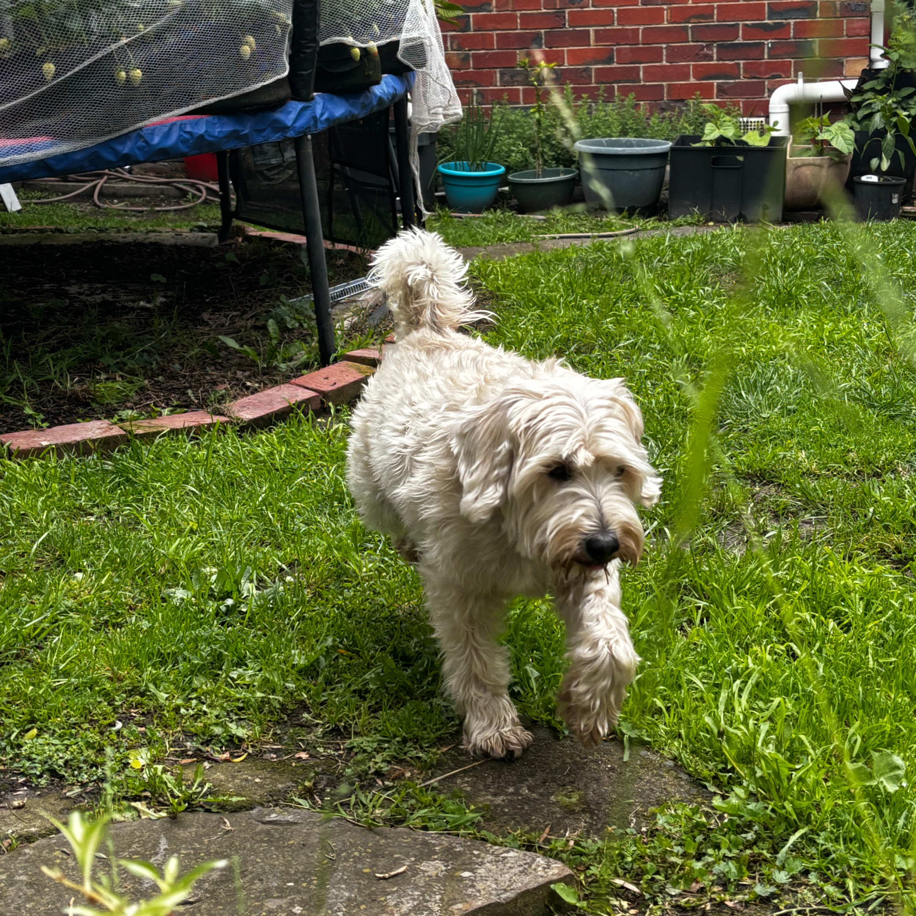 Maxi