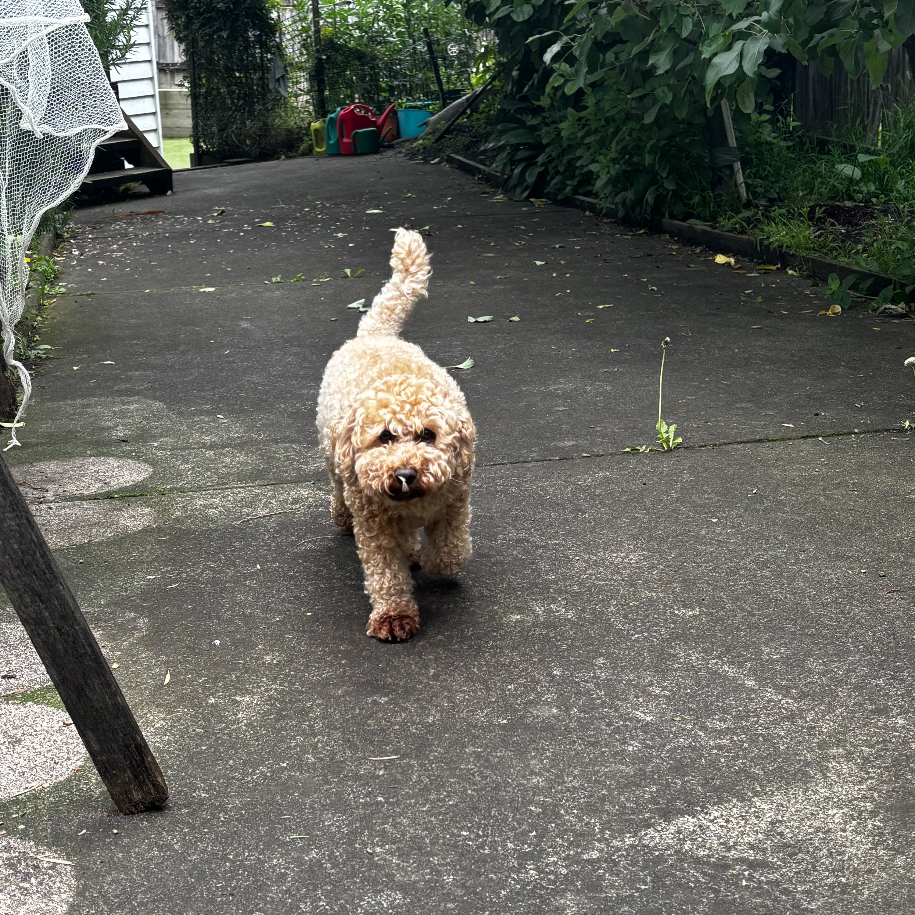 Billy