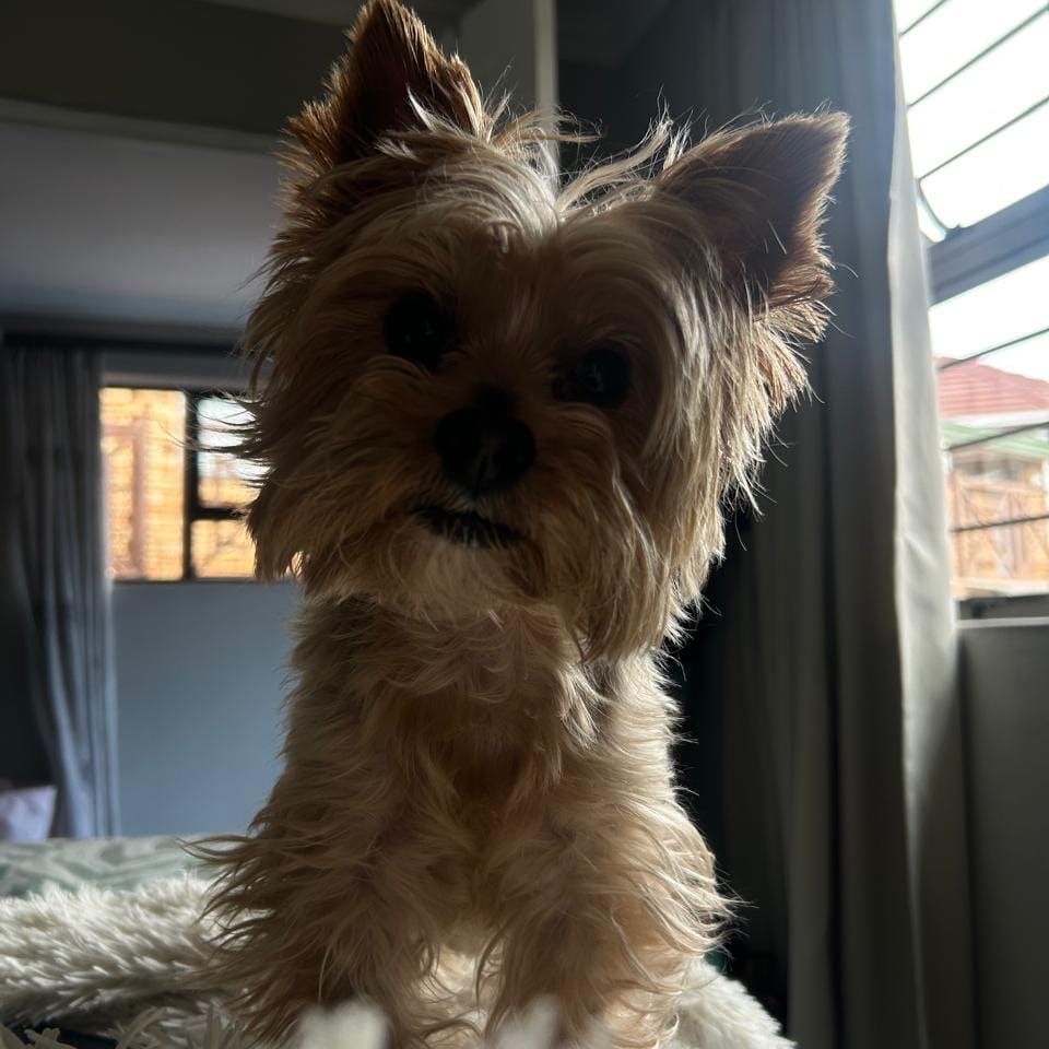 Benji