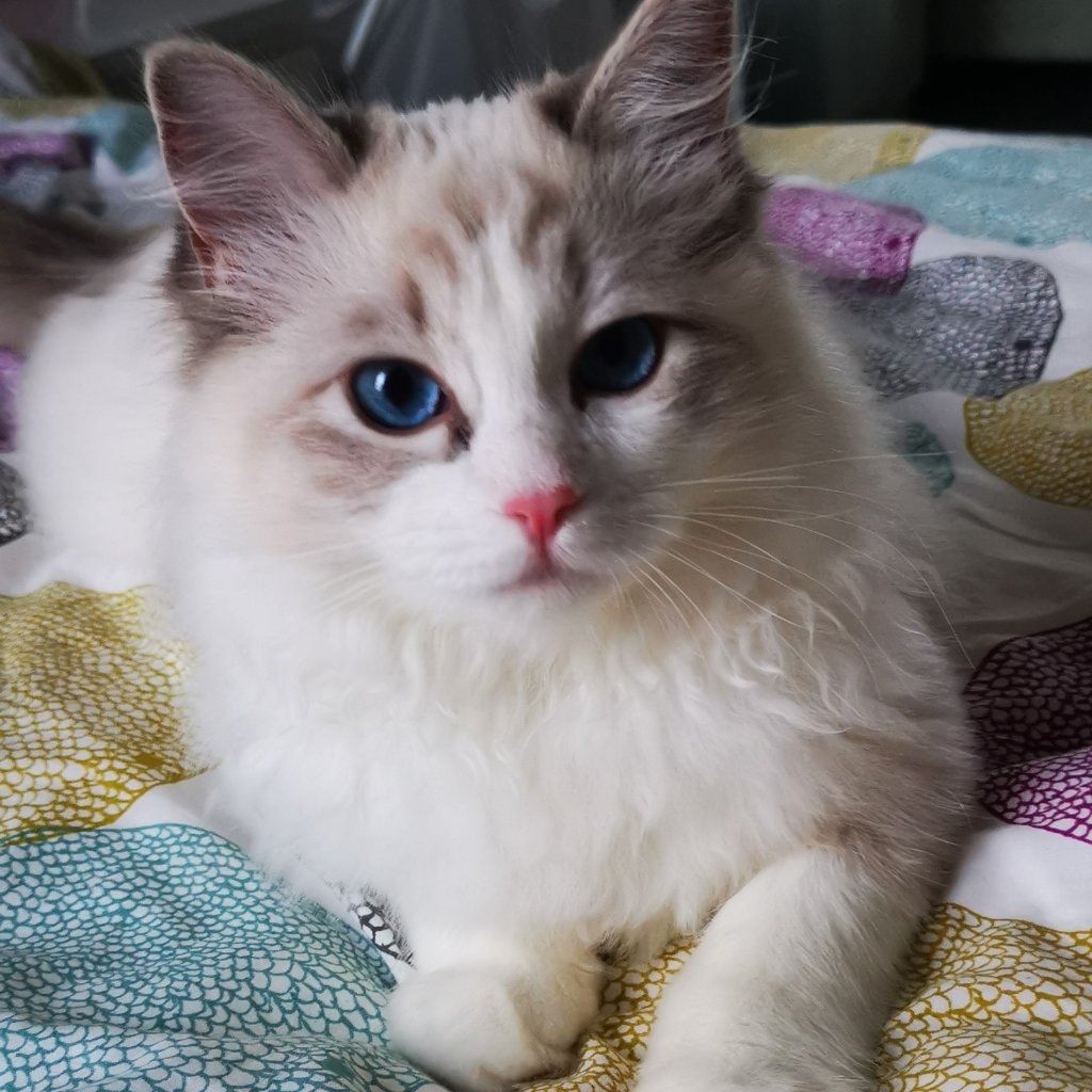 Freya