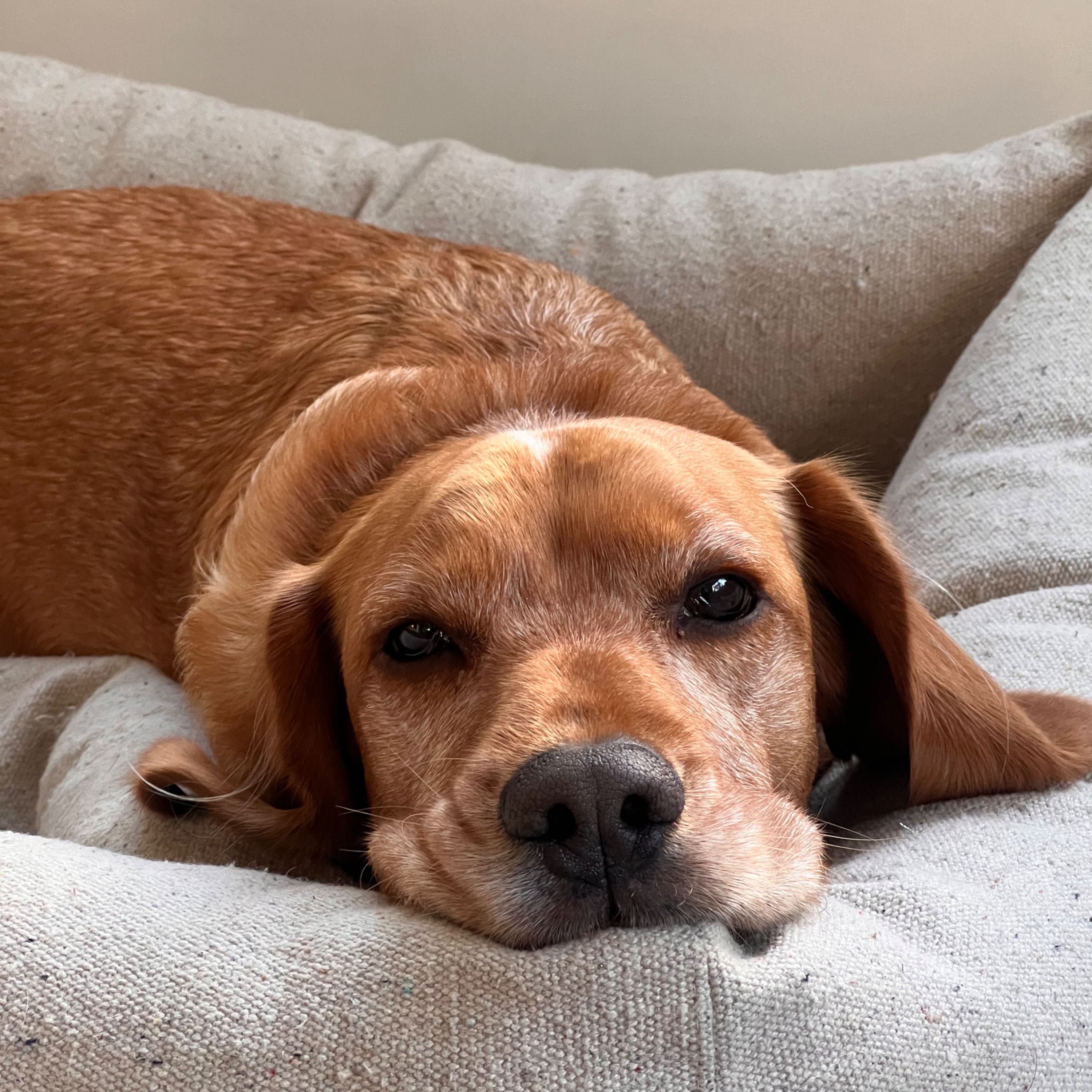 Odie