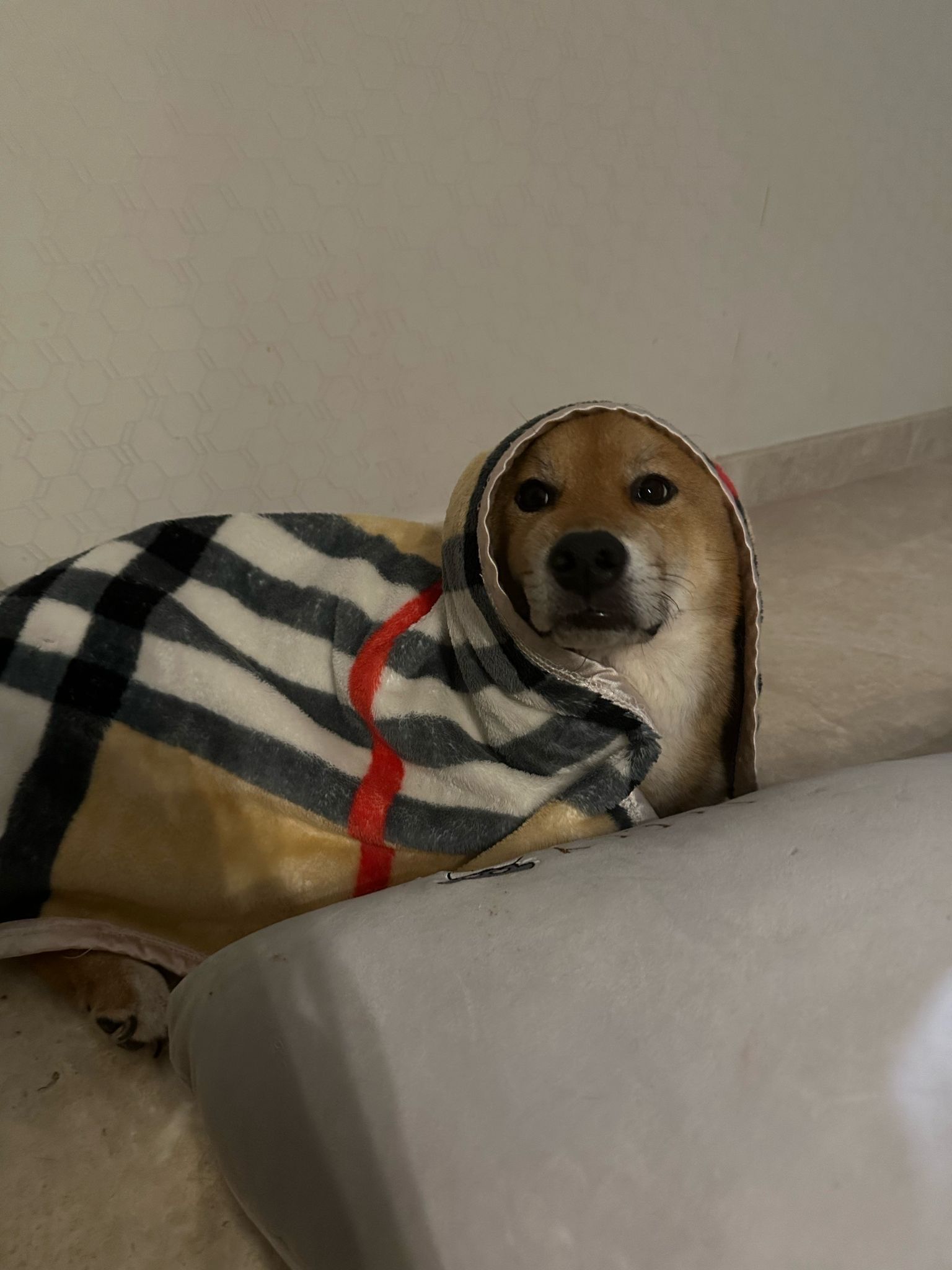 image-7