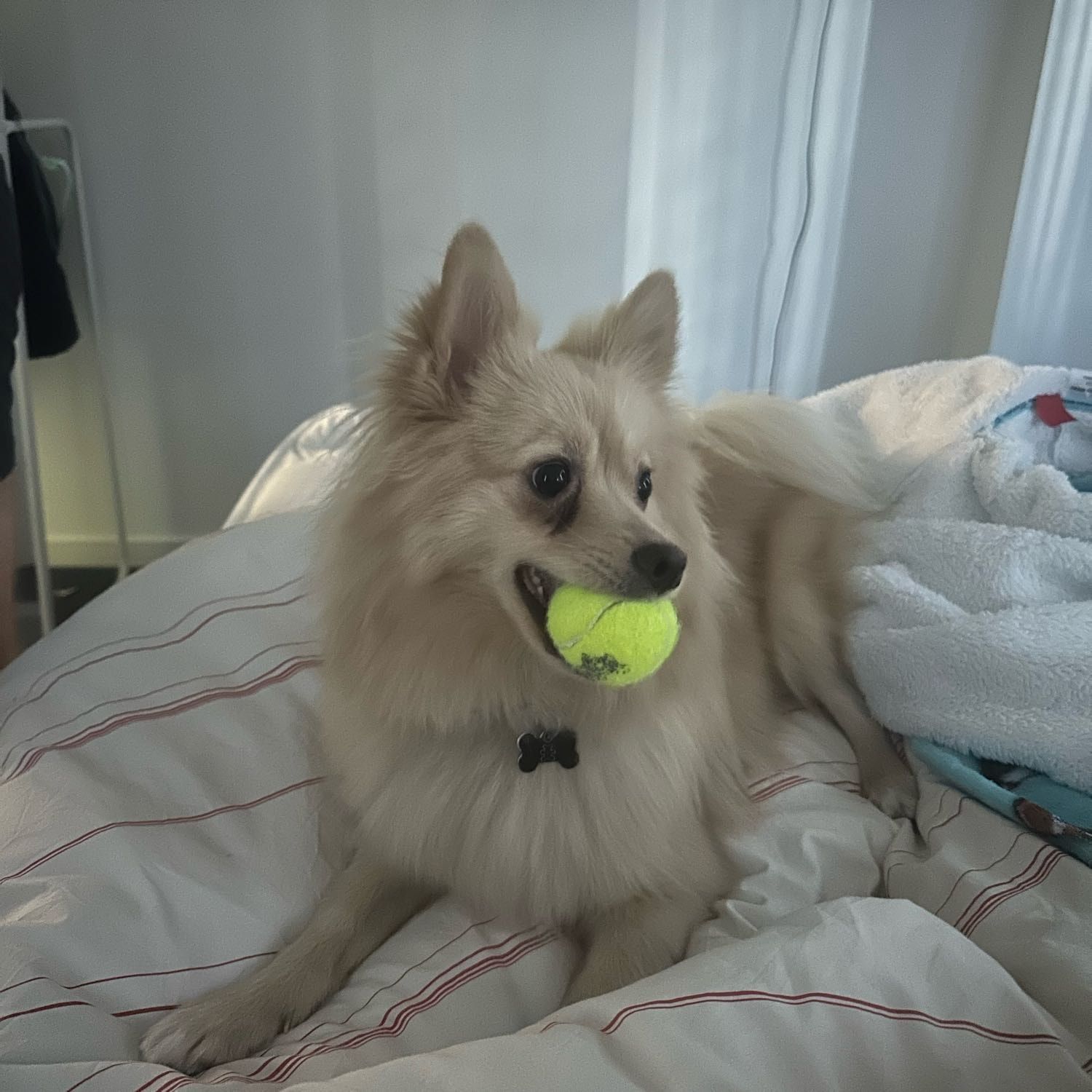 Teddy