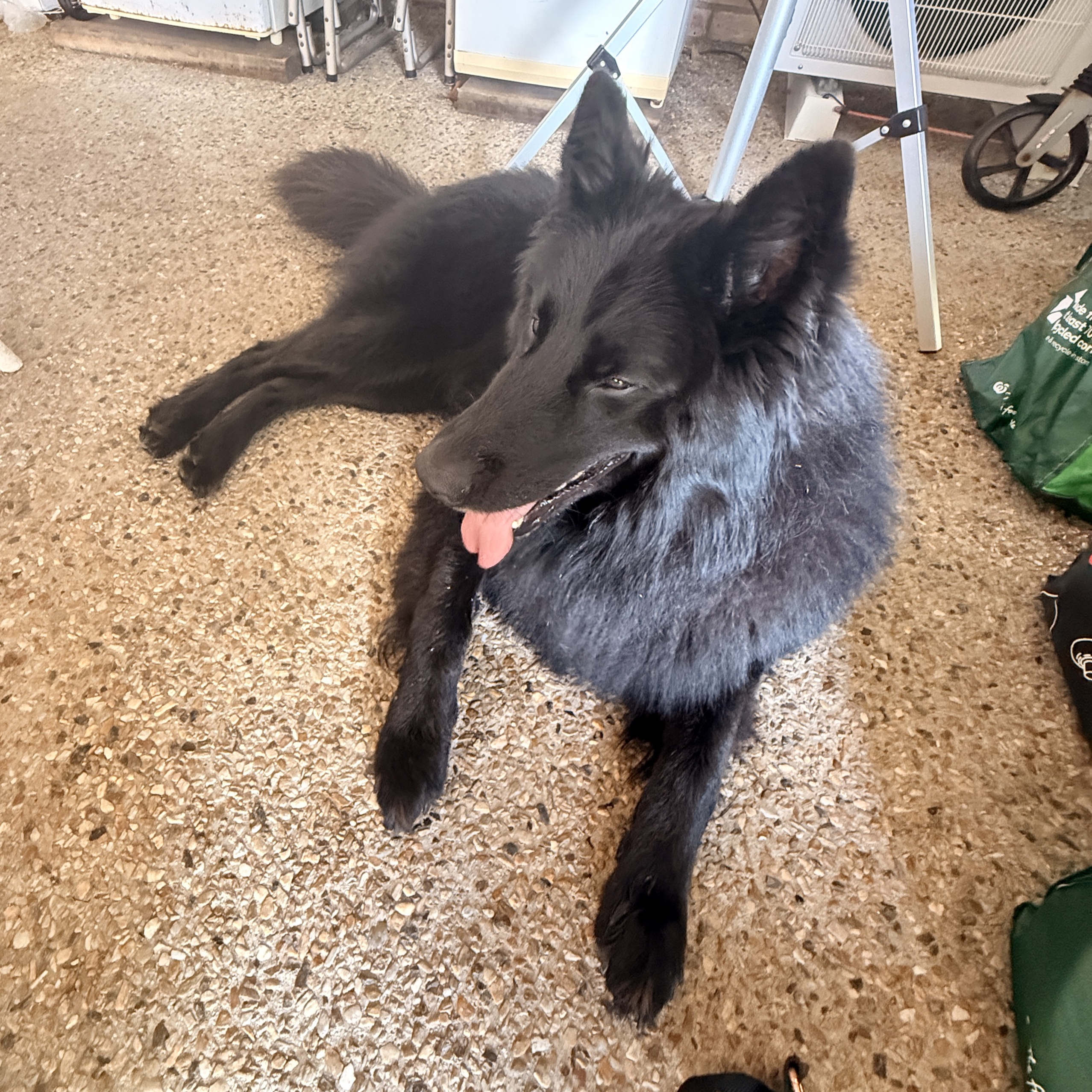 Anubis